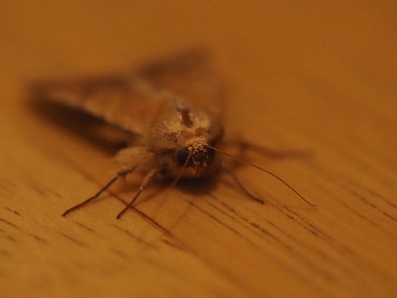 dau.プロフ必読さま　ご相談ページ（持てるよくまさんセミオーダー） くまのズーさん (@misaka_100nin) / Posts / X