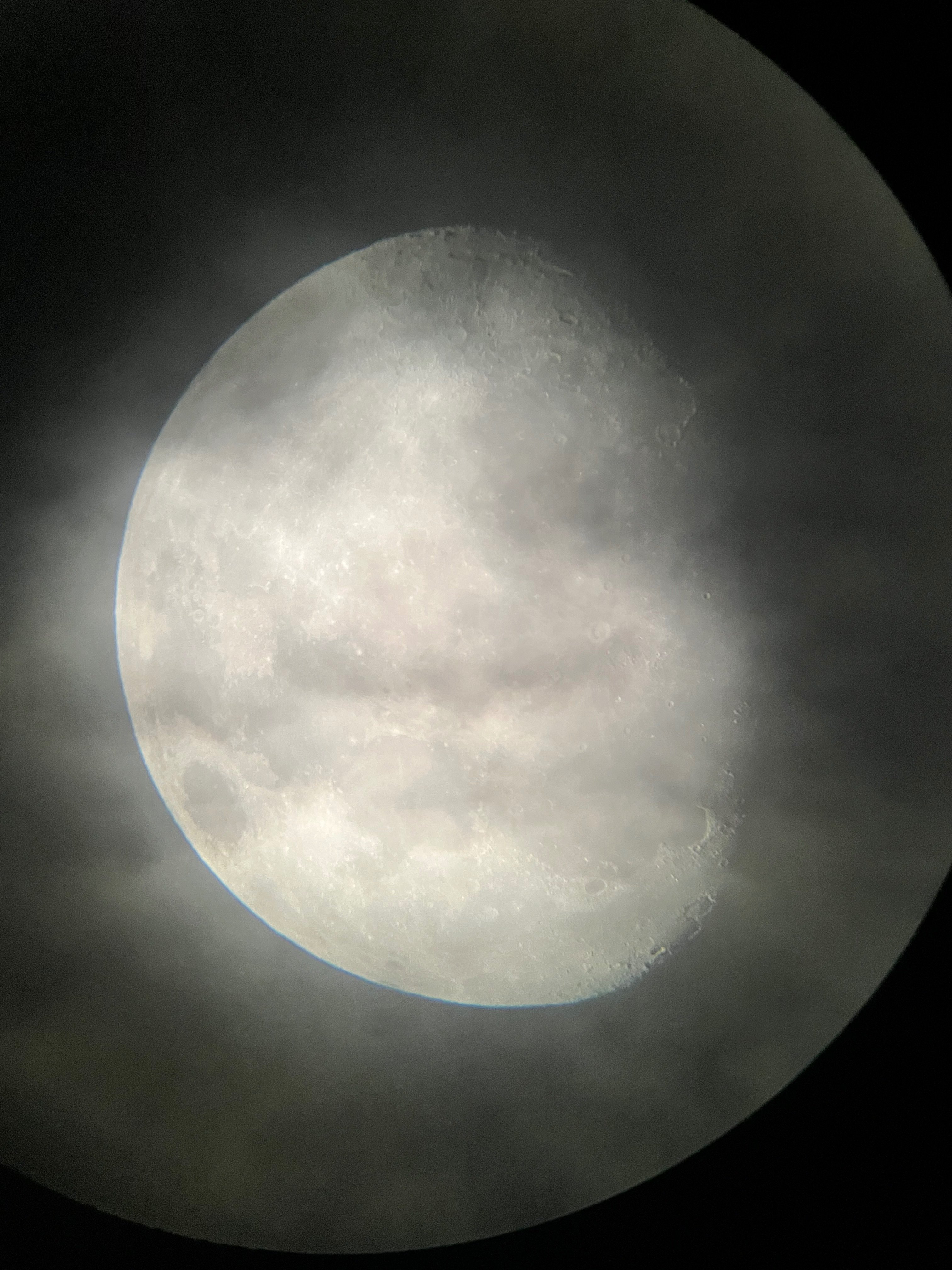 おぼろ月 セキショウ：朧月2.5～3号ポット の通販 | 園芸ネット