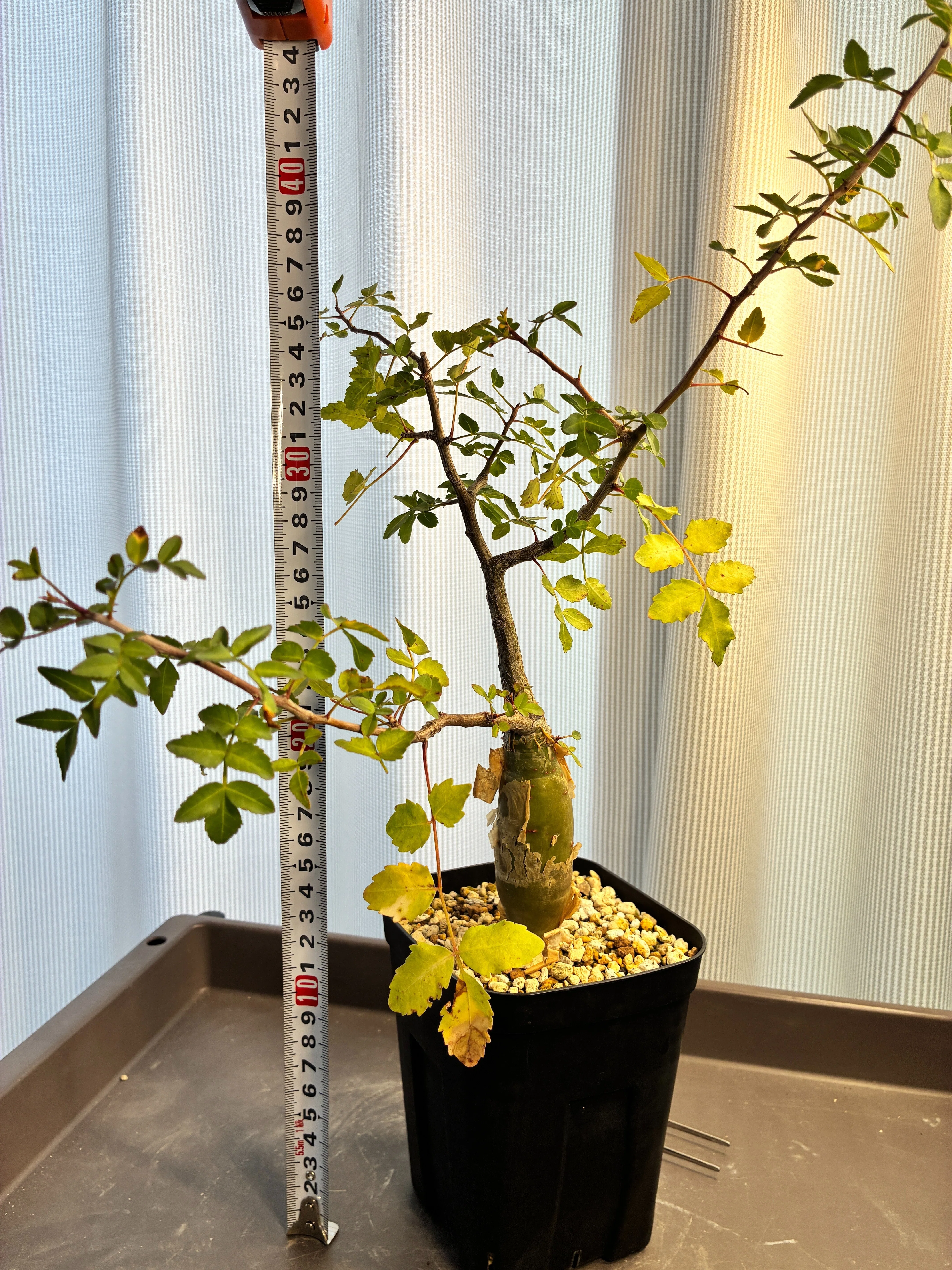 塊根を太らせたい。ブルセラファガロイデス植え替え＆剪定計画｜半分