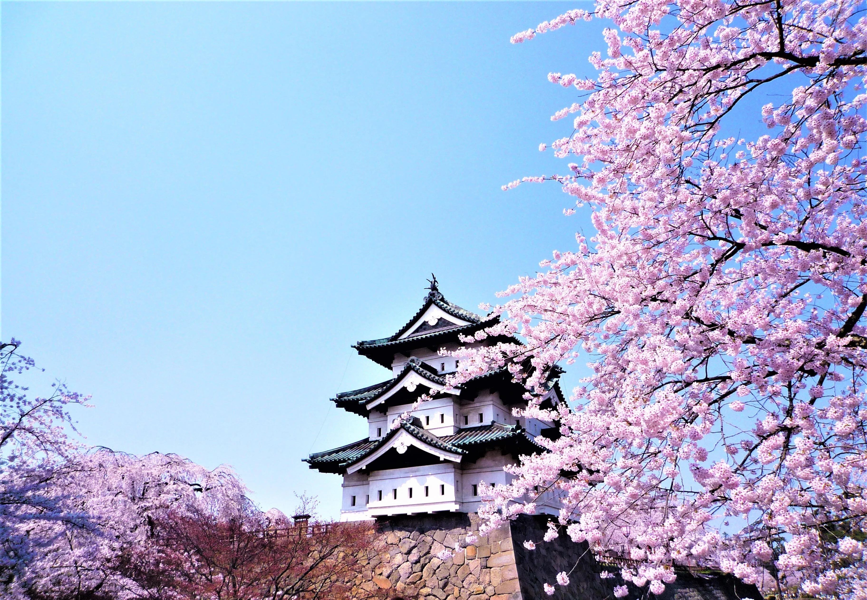 日本を象徴する花「桜」を学んで、旅を彩ろう｜桜野なぎ🌸旅するフォト