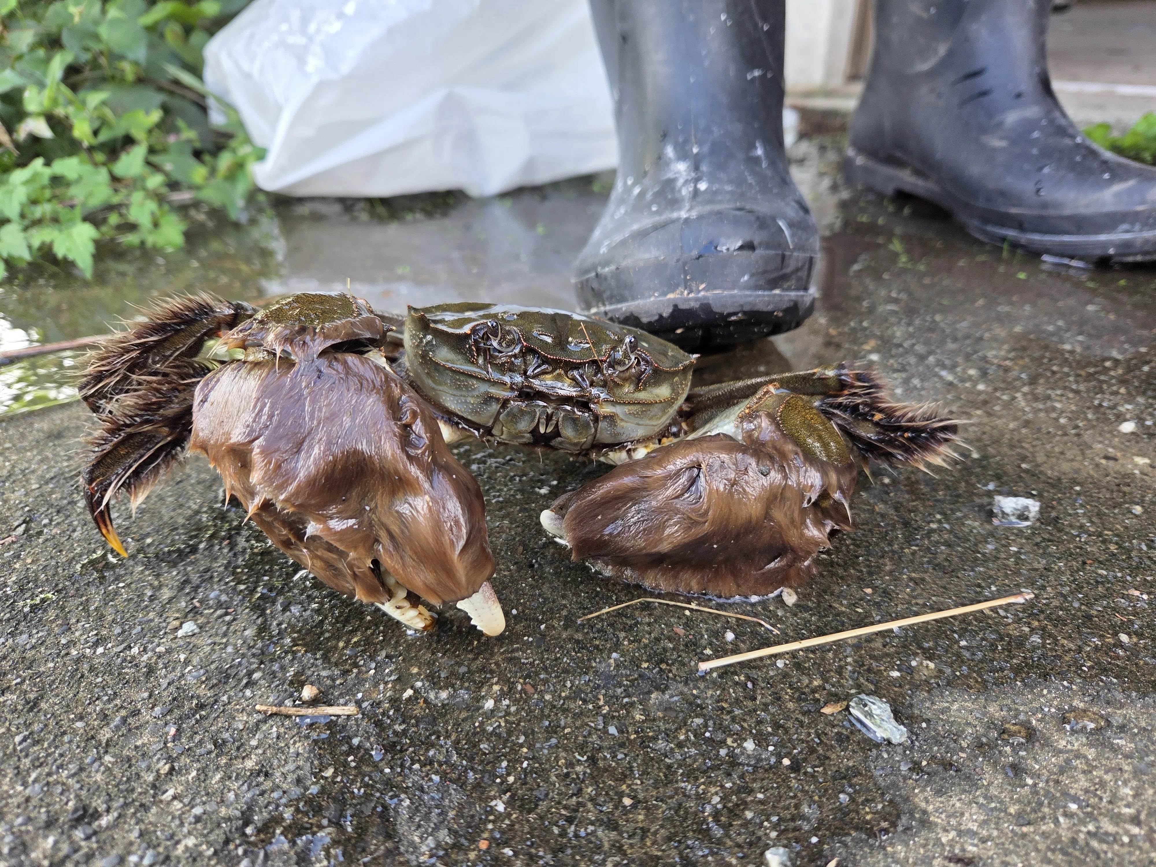 モクズガニが川を下る季節🦀｜佐藤亜紀(大熊町/Fukushima)