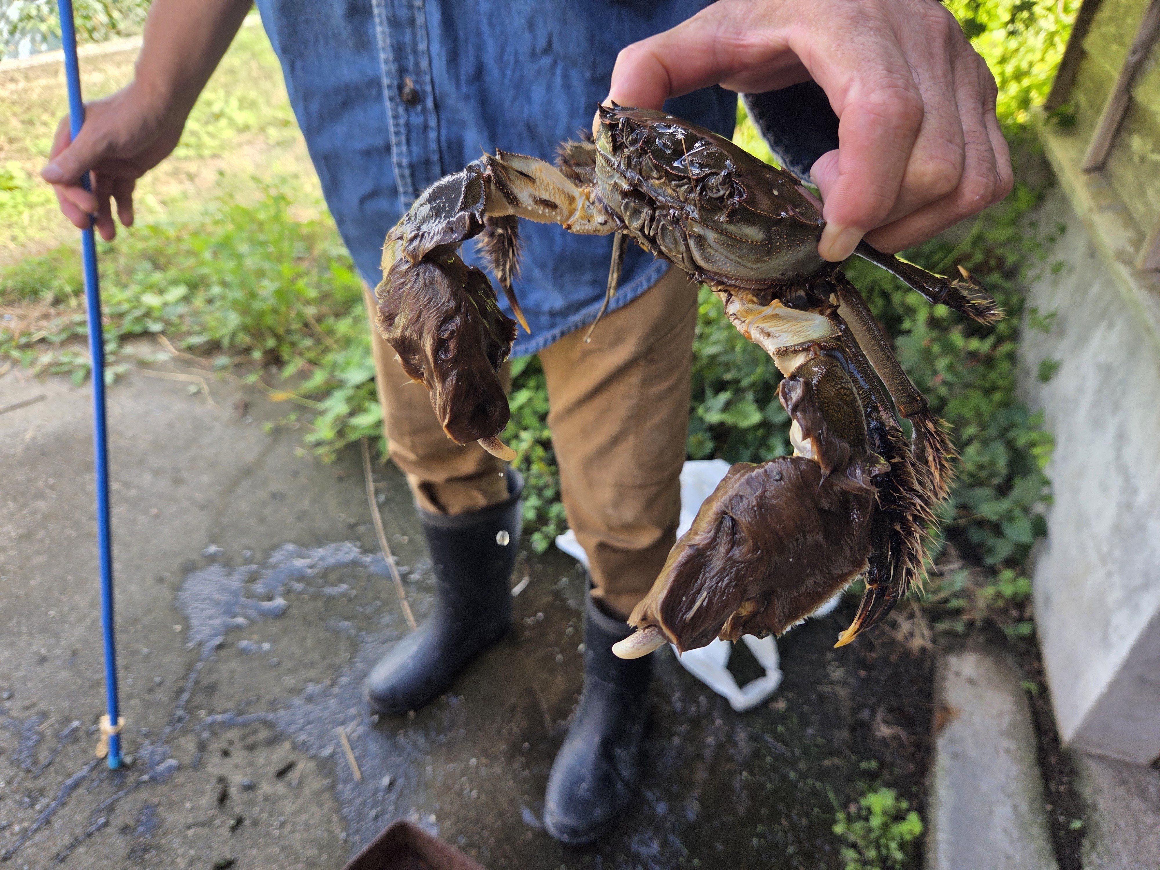 モクズガニが川を下る季節🦀｜佐藤亜紀(大熊町/Fukushima)