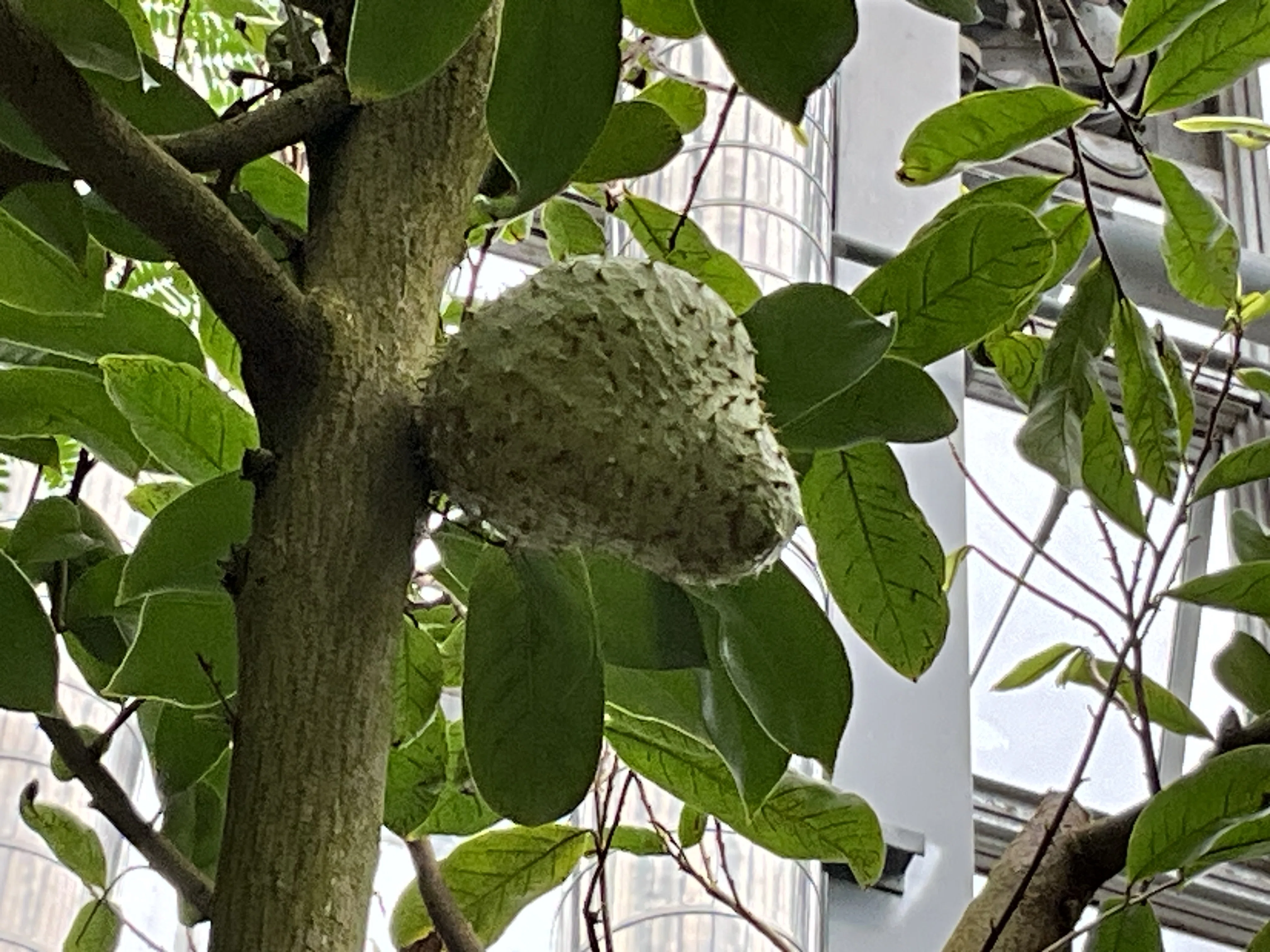 トゲバンレイシ（京都府立植物園）：2025年10月26日（日）｜藤井秀昭