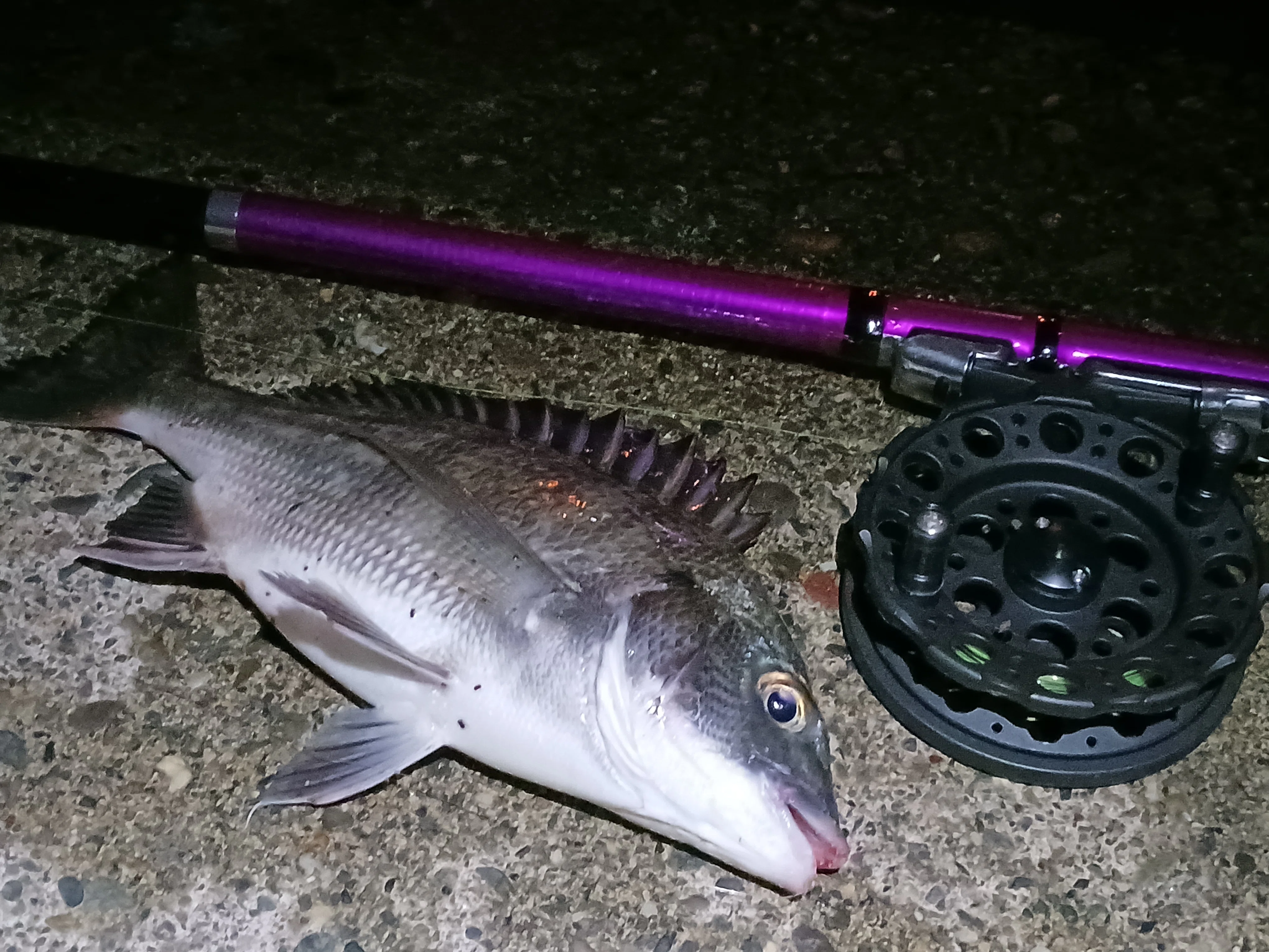 都市河川クロダイのヘチ釣り 秋の夜長のナイトゲーム セイゴの猛