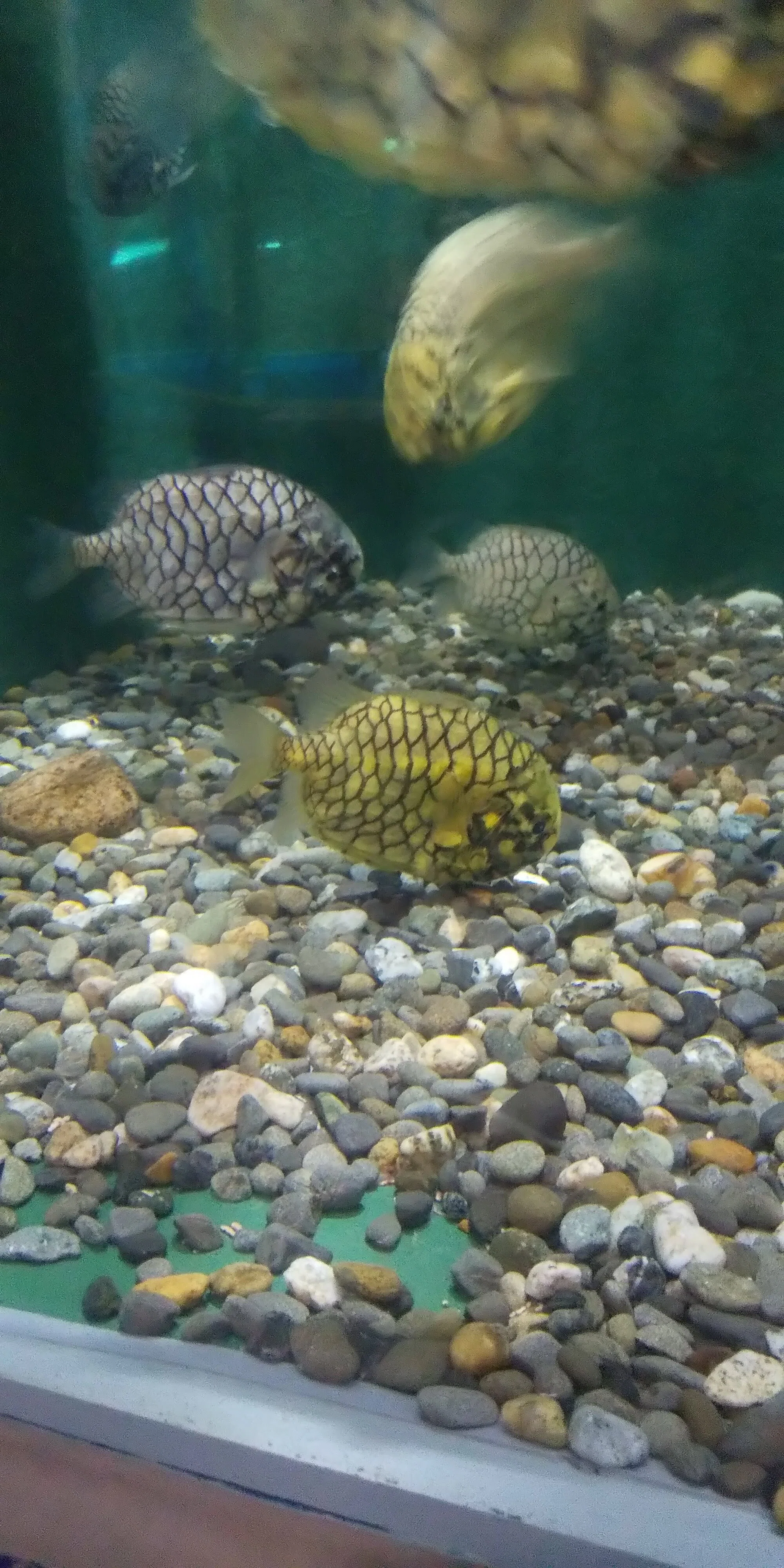 ぼくの生き物探訪記8 魚津水族館｜ブタイノウラ