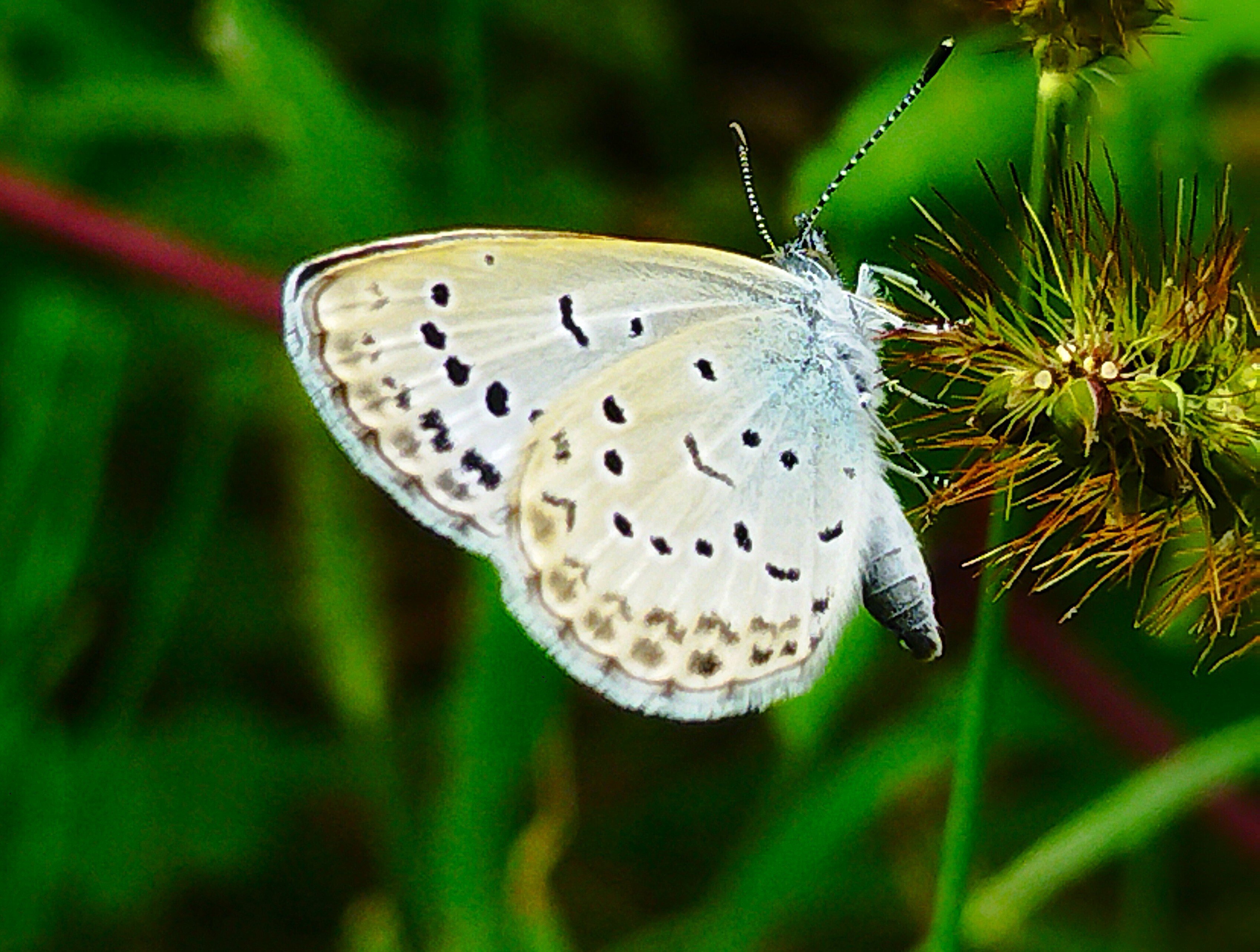 いきもの散歩～蝶・蛾編🦋創樹写真館｜創樹（もとき）