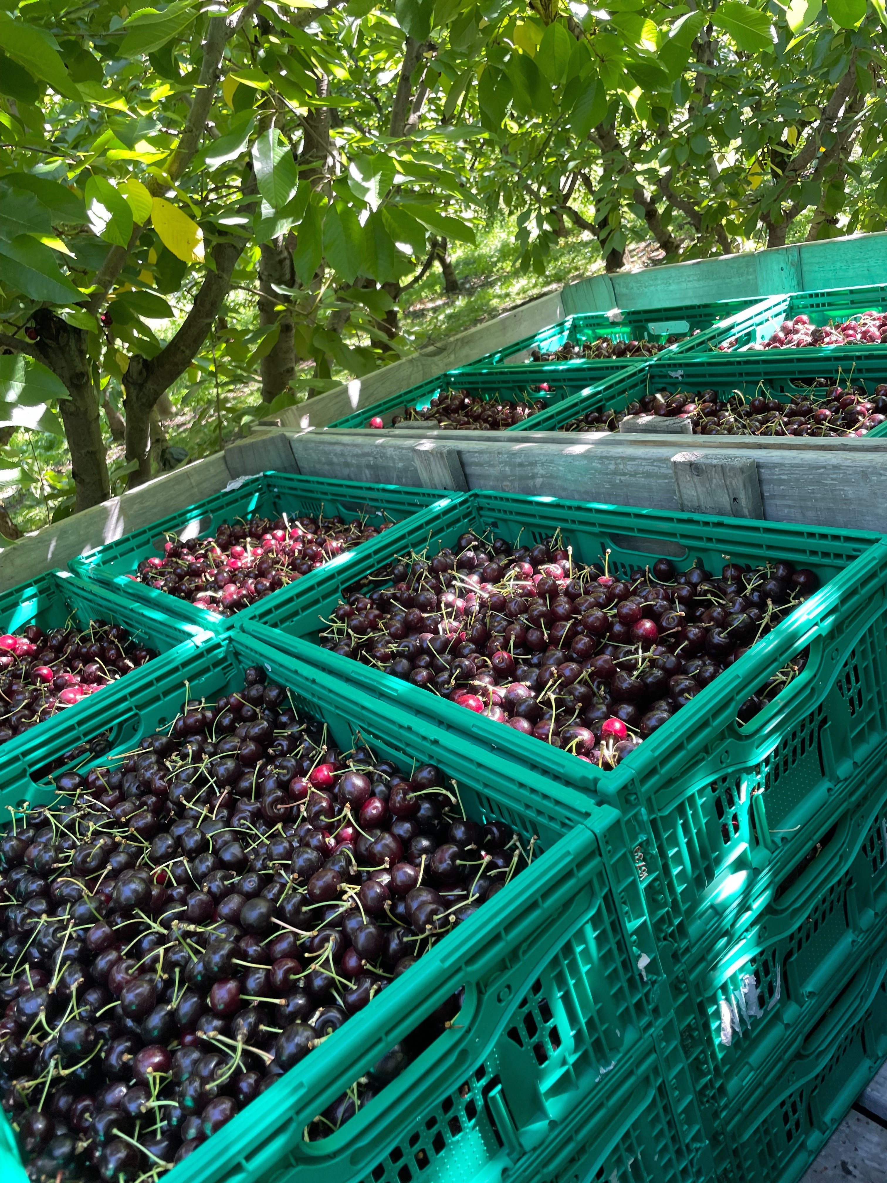 おすすめのチェリー会社を3つ紹介しますわ｜hiro＠NZワーホリ応援🇳🇿