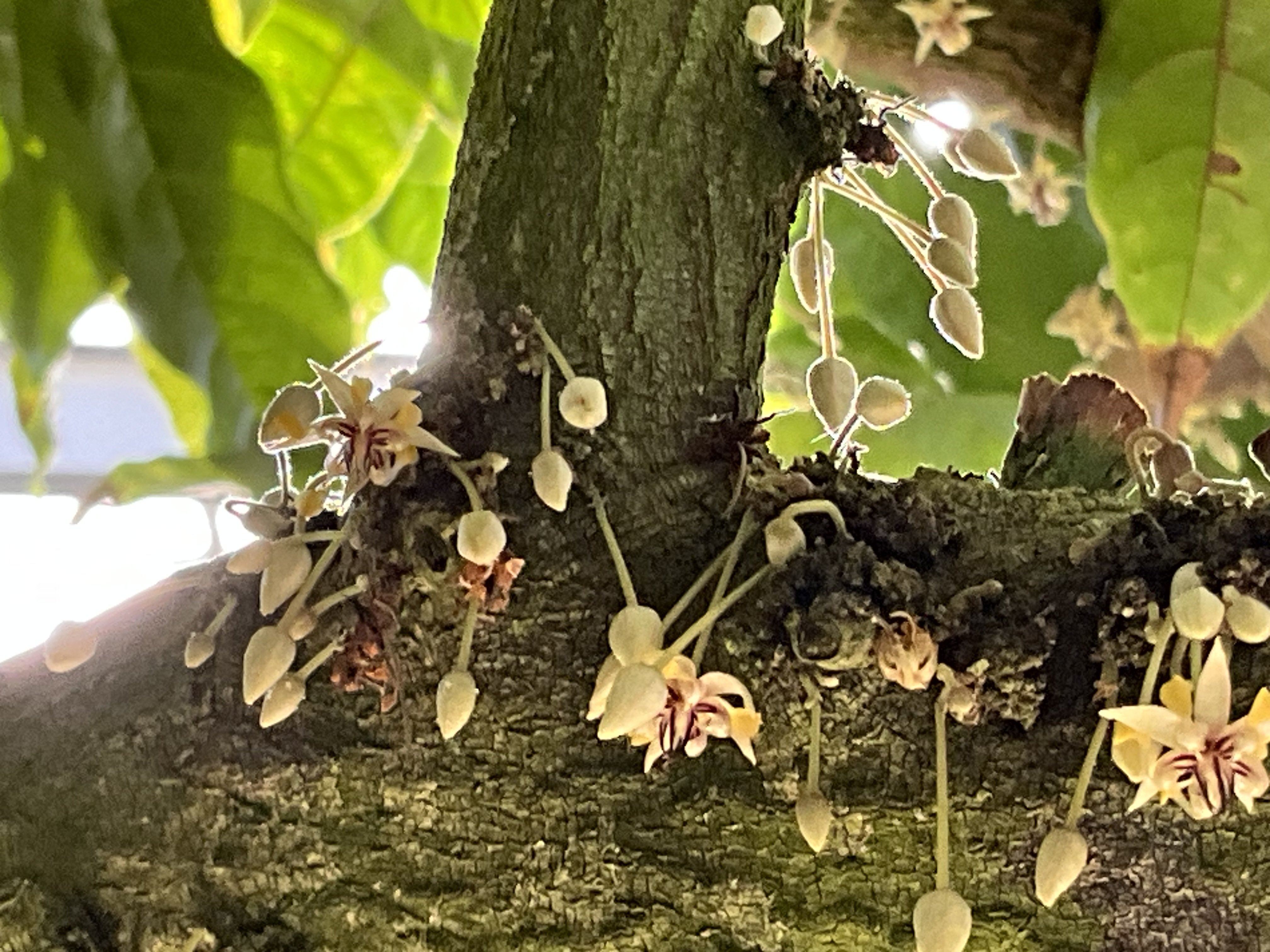 ★特選逸品★超高級☆天然植物香料100％【チベット族秘伝☆ 六度波羅蜜藏香】❤ 配り物/お試し線香『花風(かふう)-kafuh-【アクア-AQUA-/57g】短寸小