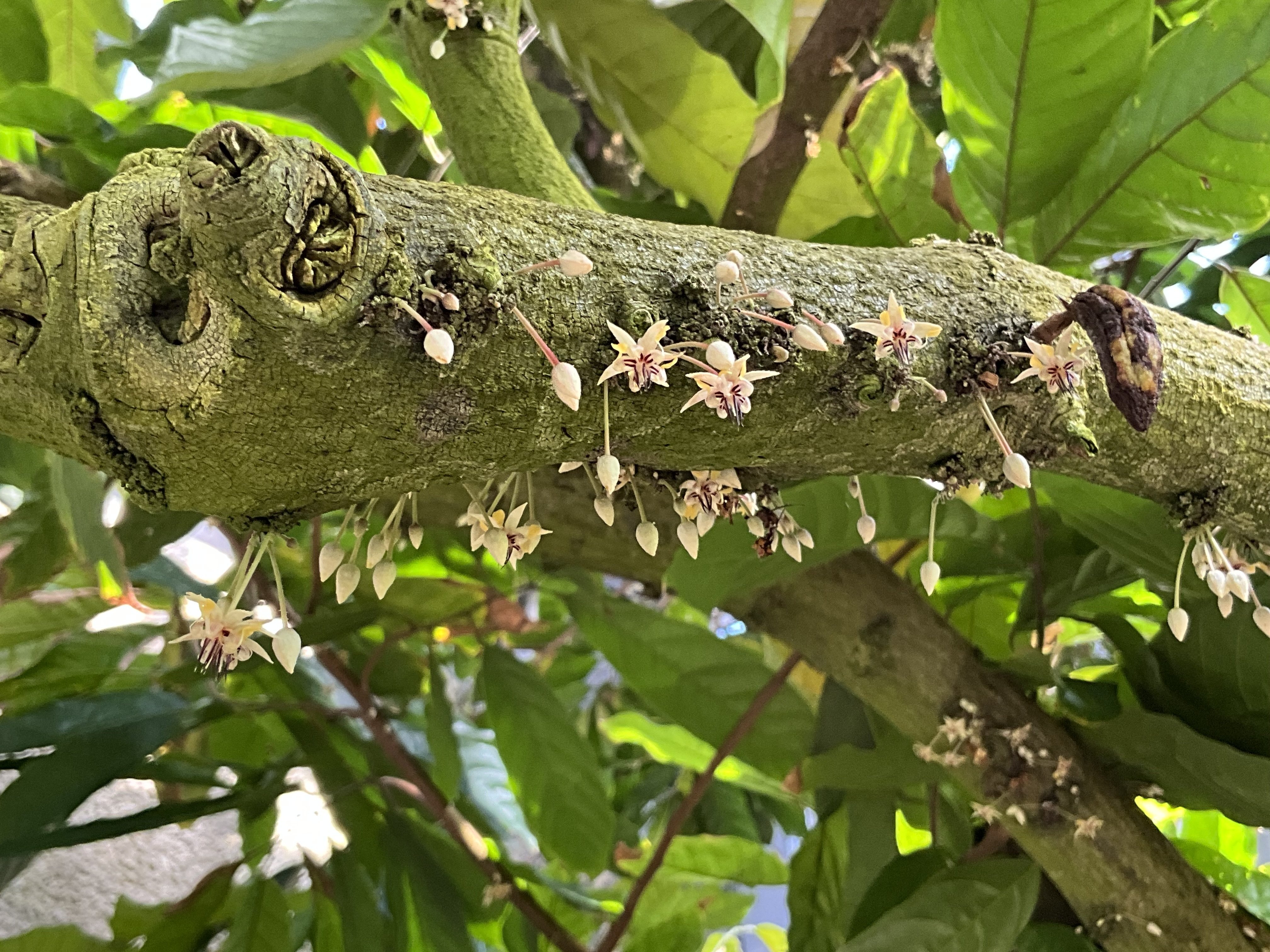 チョコレートコスモスとカカオの花（京都府立植物園）：2025年10月16日