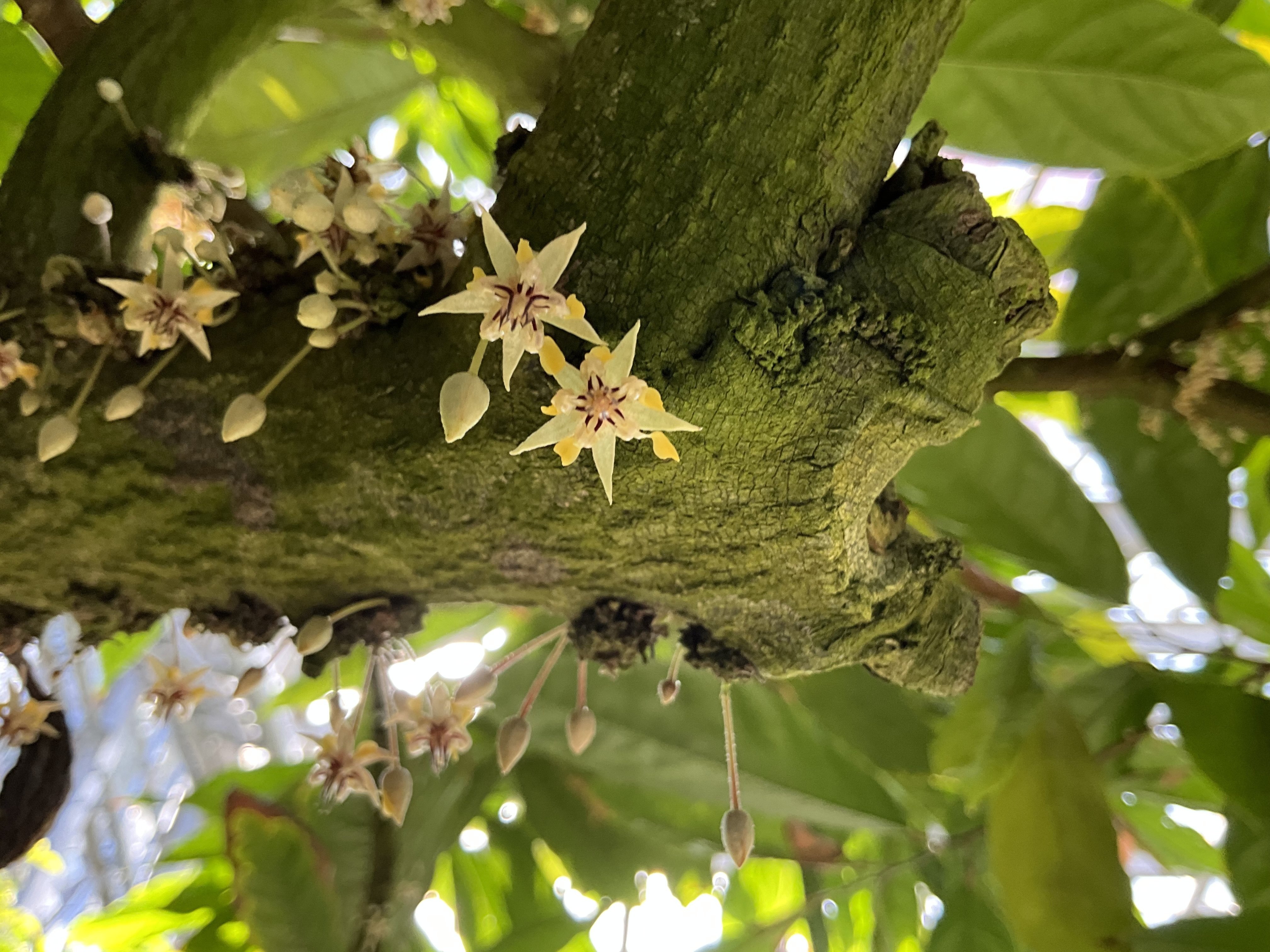 チョコレートコスモスとカカオの花（京都府立植物園）：2025年10月16日