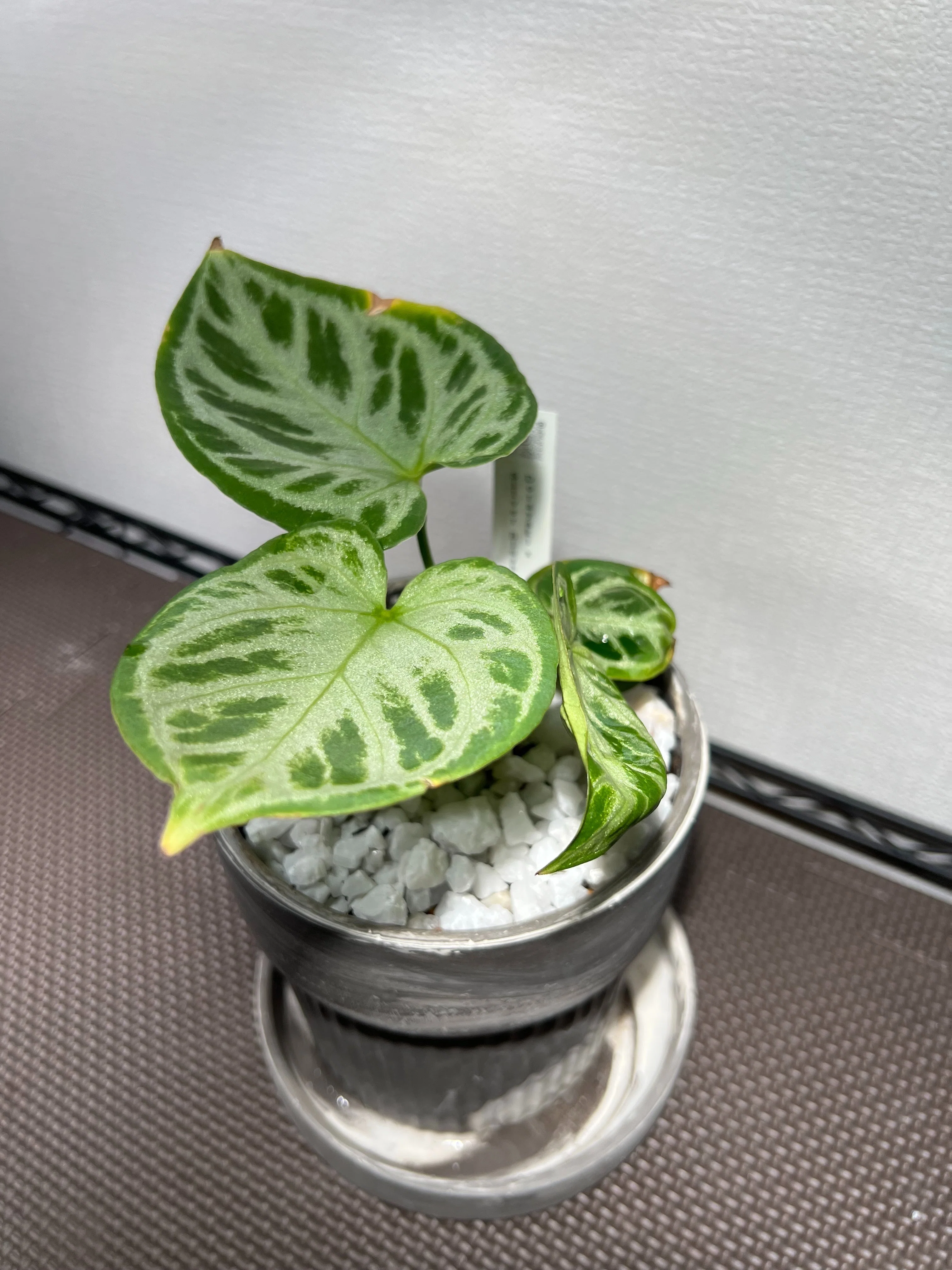 部屋に森をつくる。はじめての植物ライフ①｜Shian