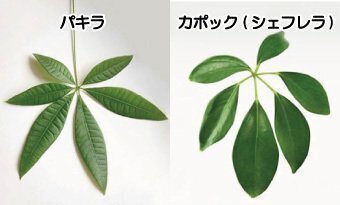 ホンコンカポック」はカポックじゃない！パキラやシェフレラとの違いは