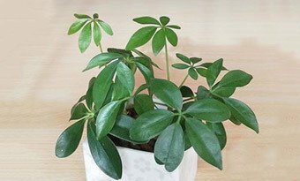 ホンコンカポック」はカポックじゃない！パキラやシェフレラとの違いは