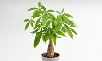 ホンコンカポック」はカポックじゃない！パキラやシェフレラとの違いは