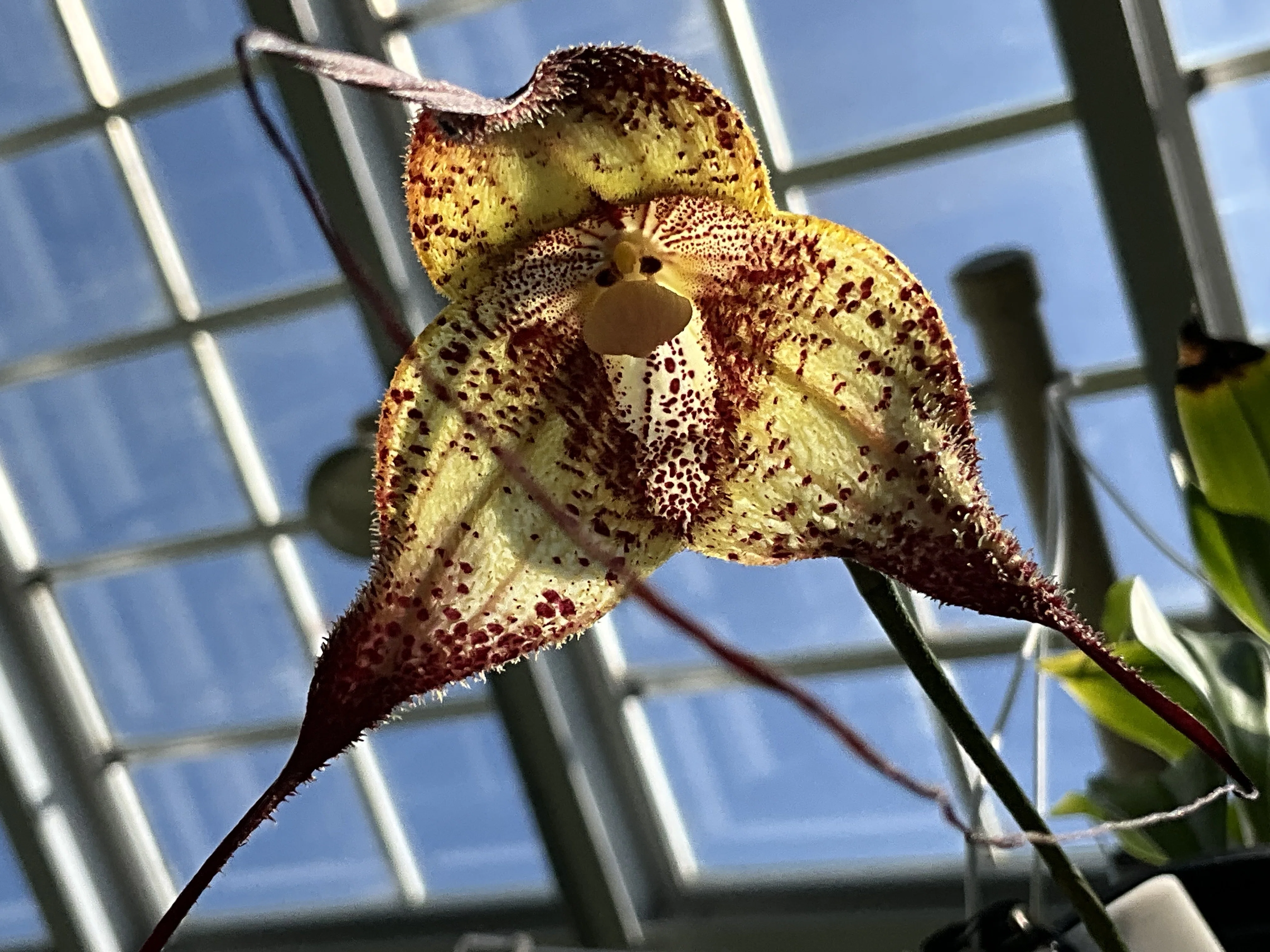モンキーオーキッド（京都府立植物園）：2025年10月14日（火）｜藤井