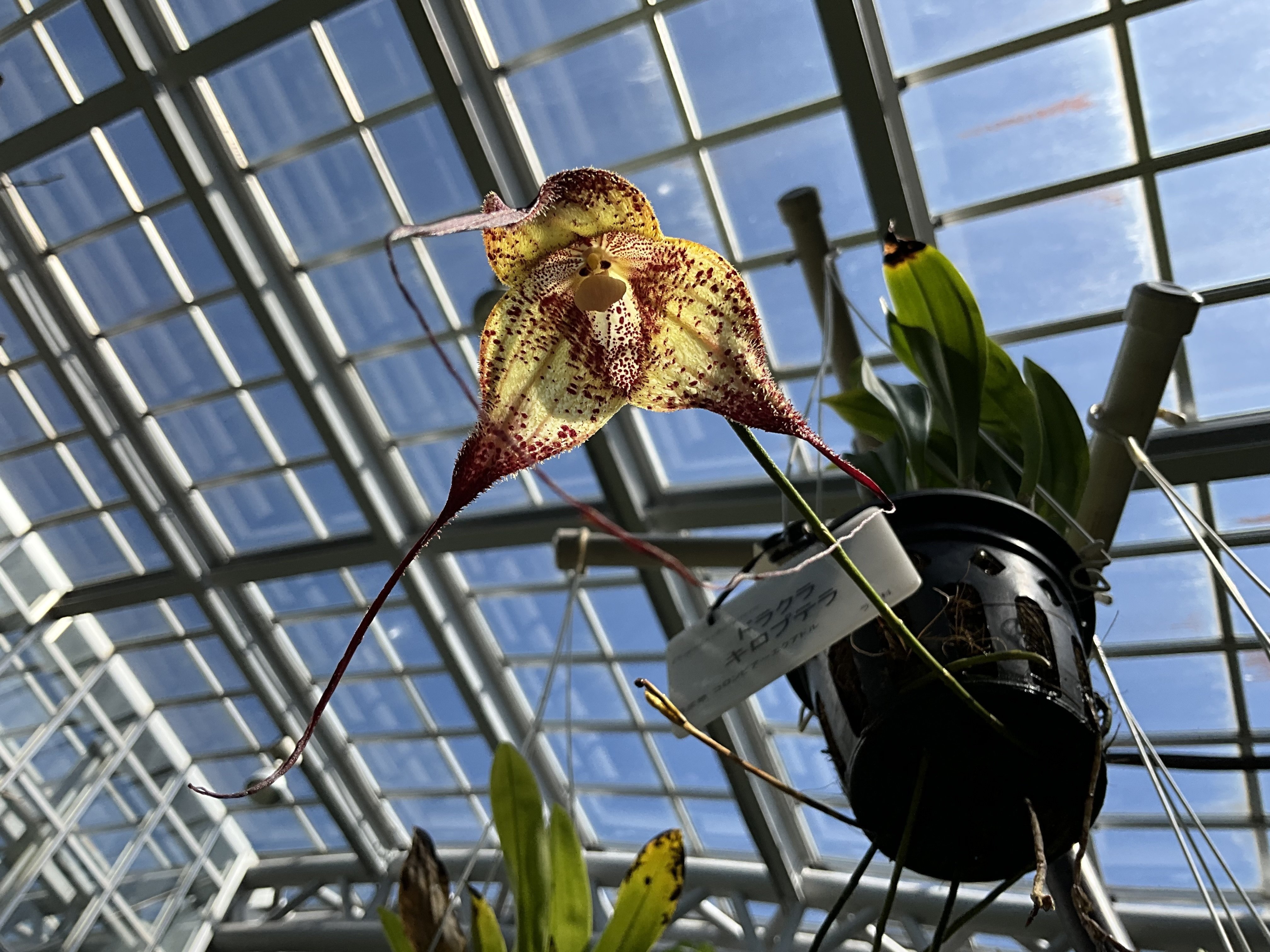 モンキーオーキッド（京都府立植物園）：2025年10月14日（火）｜藤井