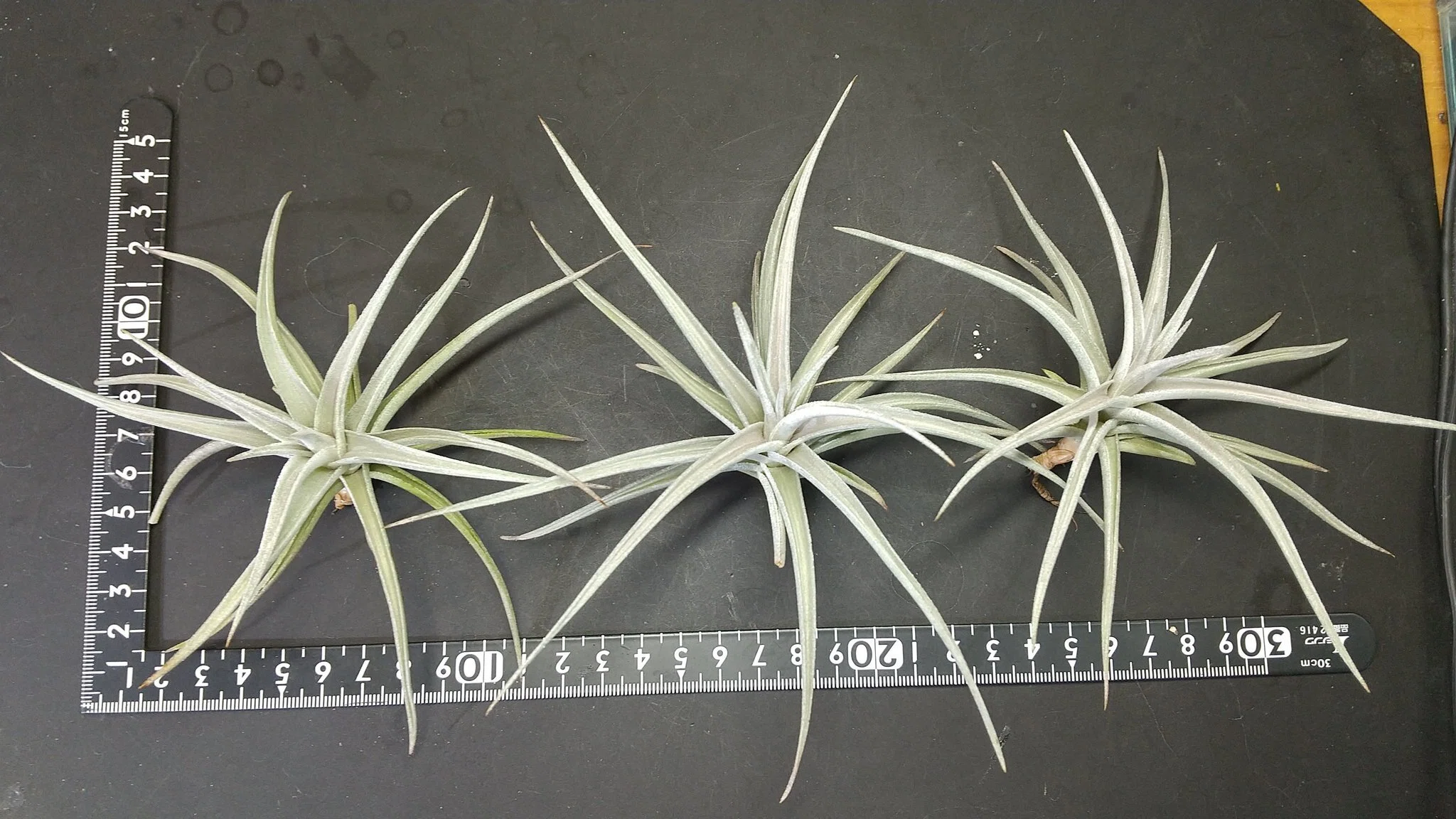 チランジア入荷リスト10/4｜NatureGarden🌿神田