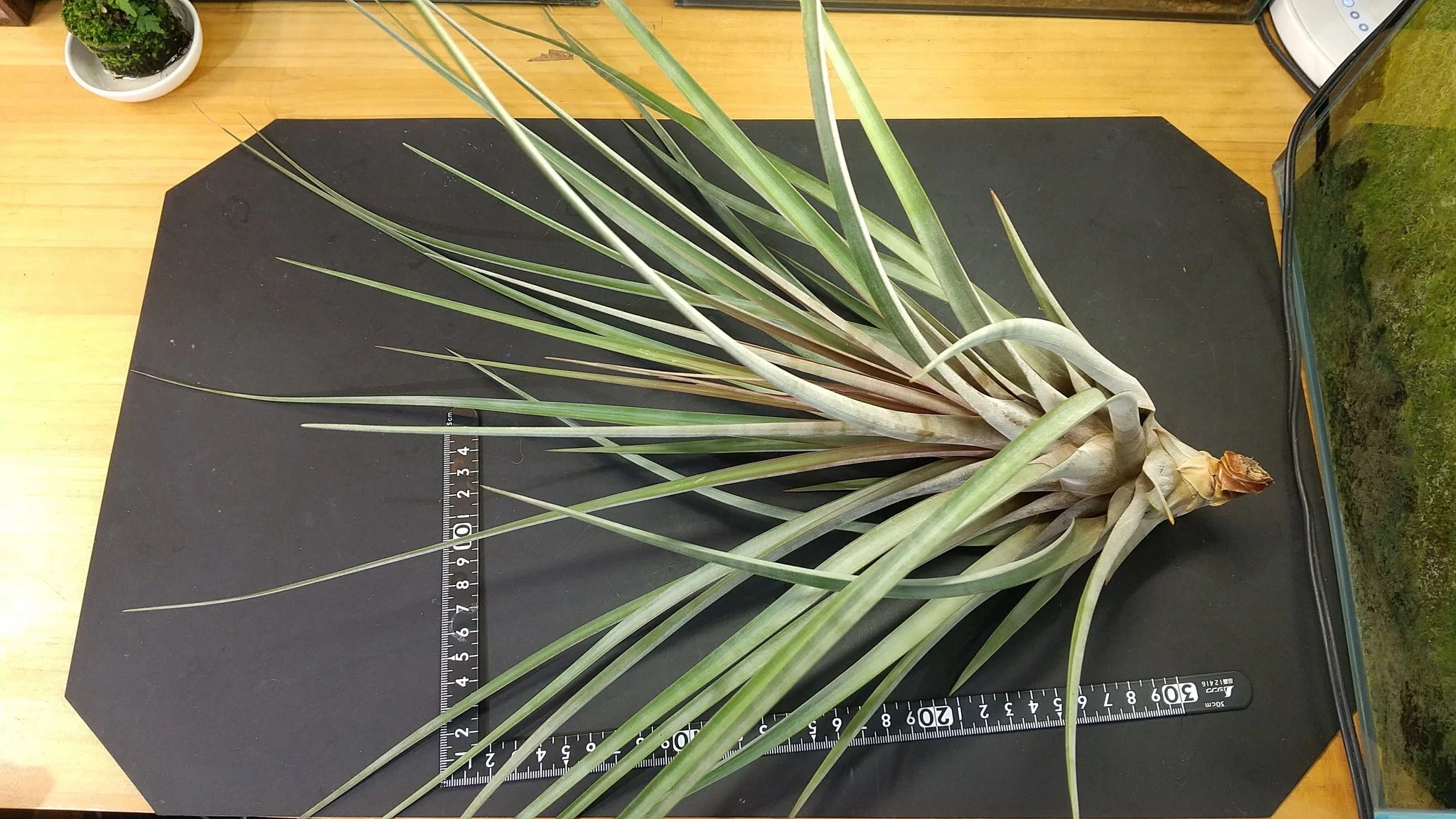チランジア入荷リスト10/4｜NatureGarden🌿神田