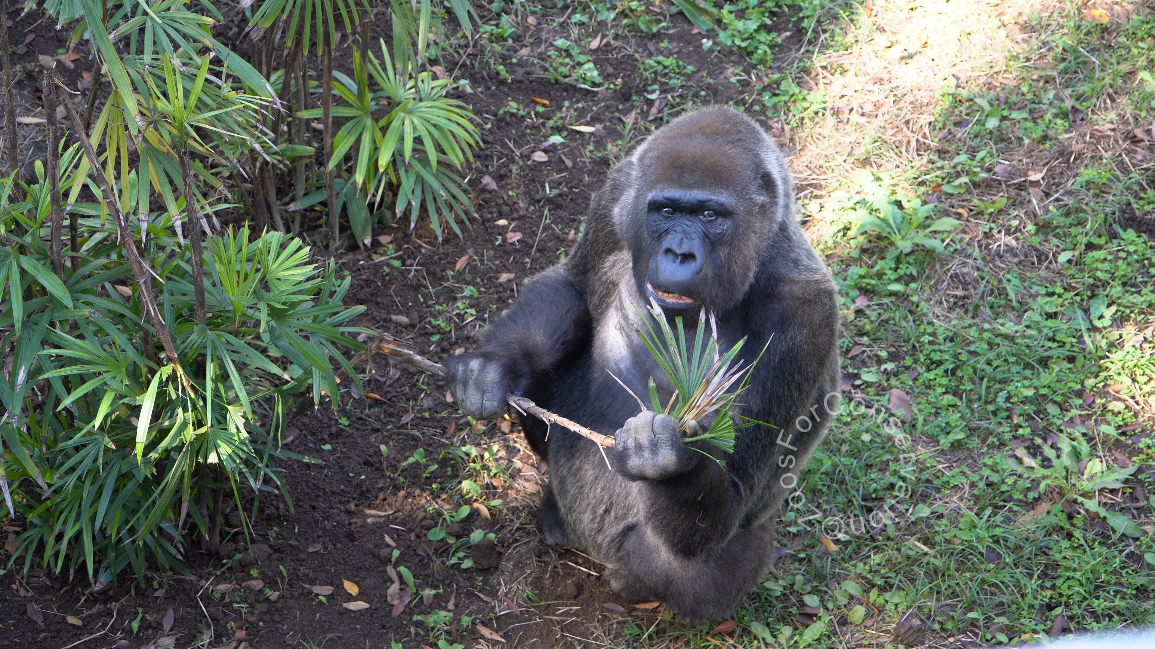 Zoo Racing　BWOAH190ミリ 電動用　ニコニコ Zoo Racing BWOAH190ミリ 電動用 ニコニコ様専用 - メルカリ