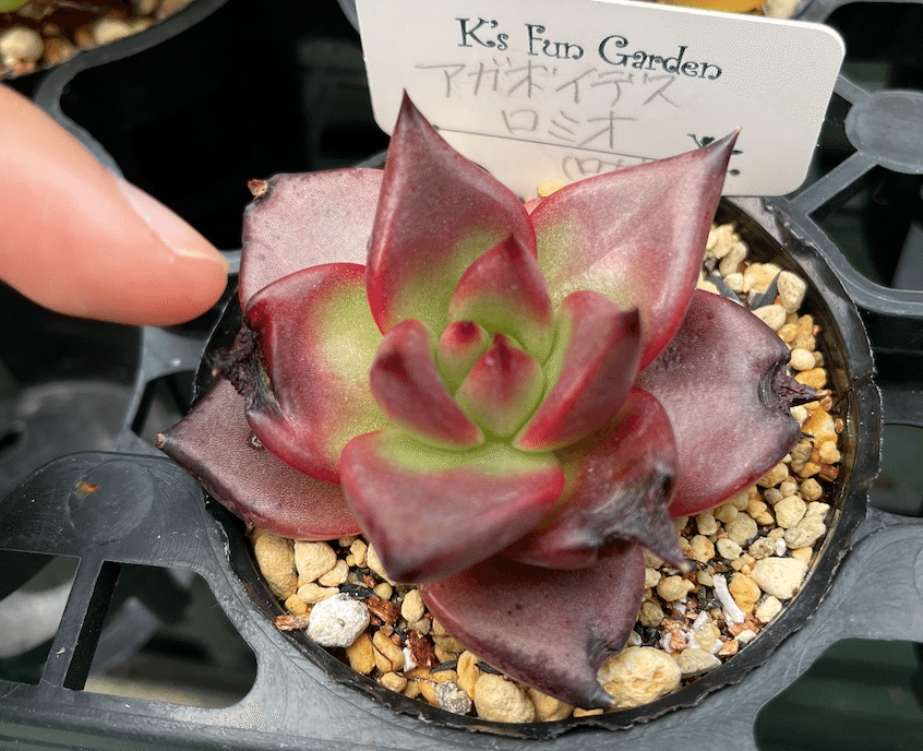 沖縄の多肉事情2025夏の終わり｜K's Fun Garden