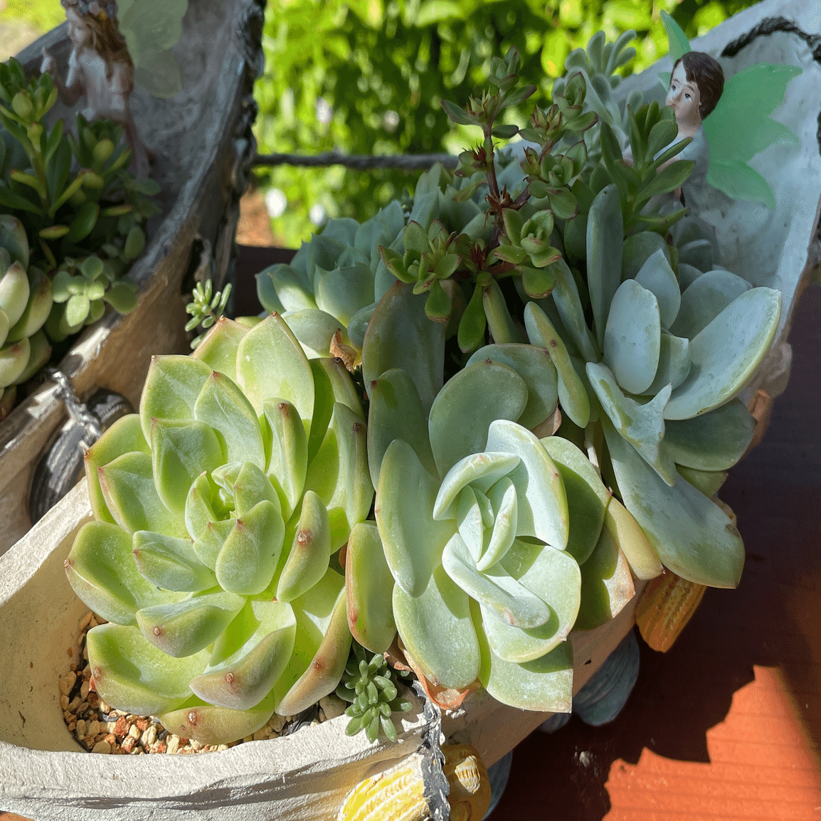 沖縄の多肉事情2025夏の終わり｜K's Fun Garden