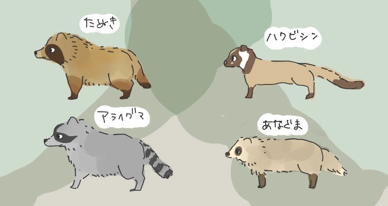 タヌキ と アライグマ の 違い