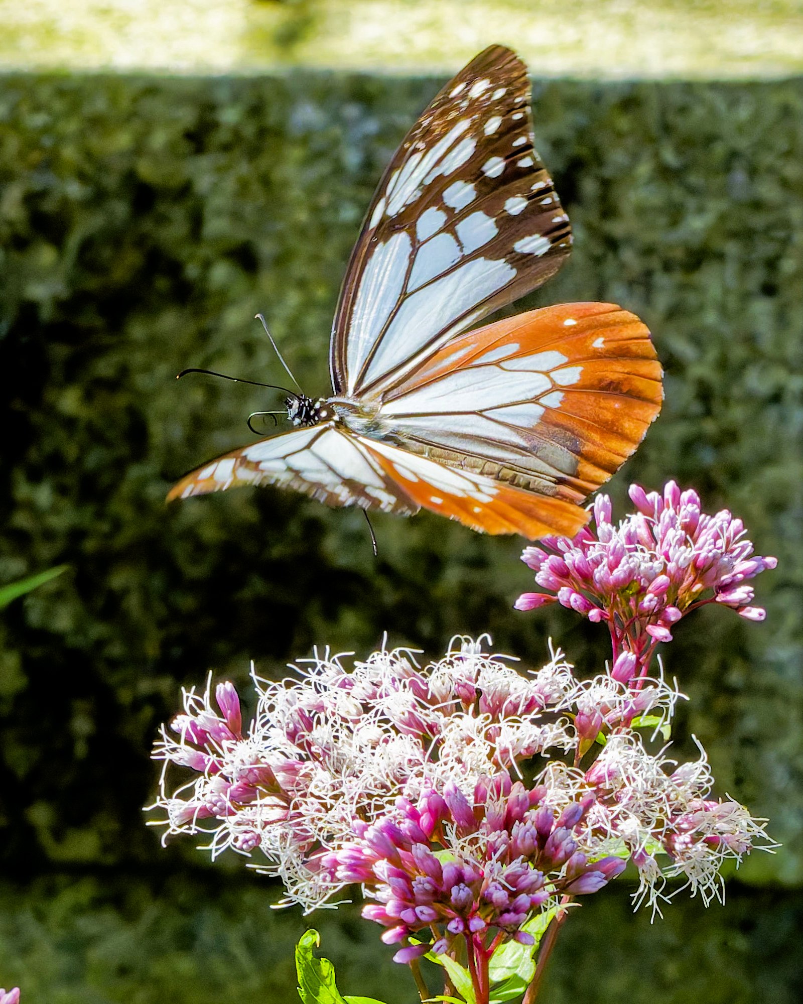 旅する蝶アサギマダラ(浅葱斑)'25｜Miya