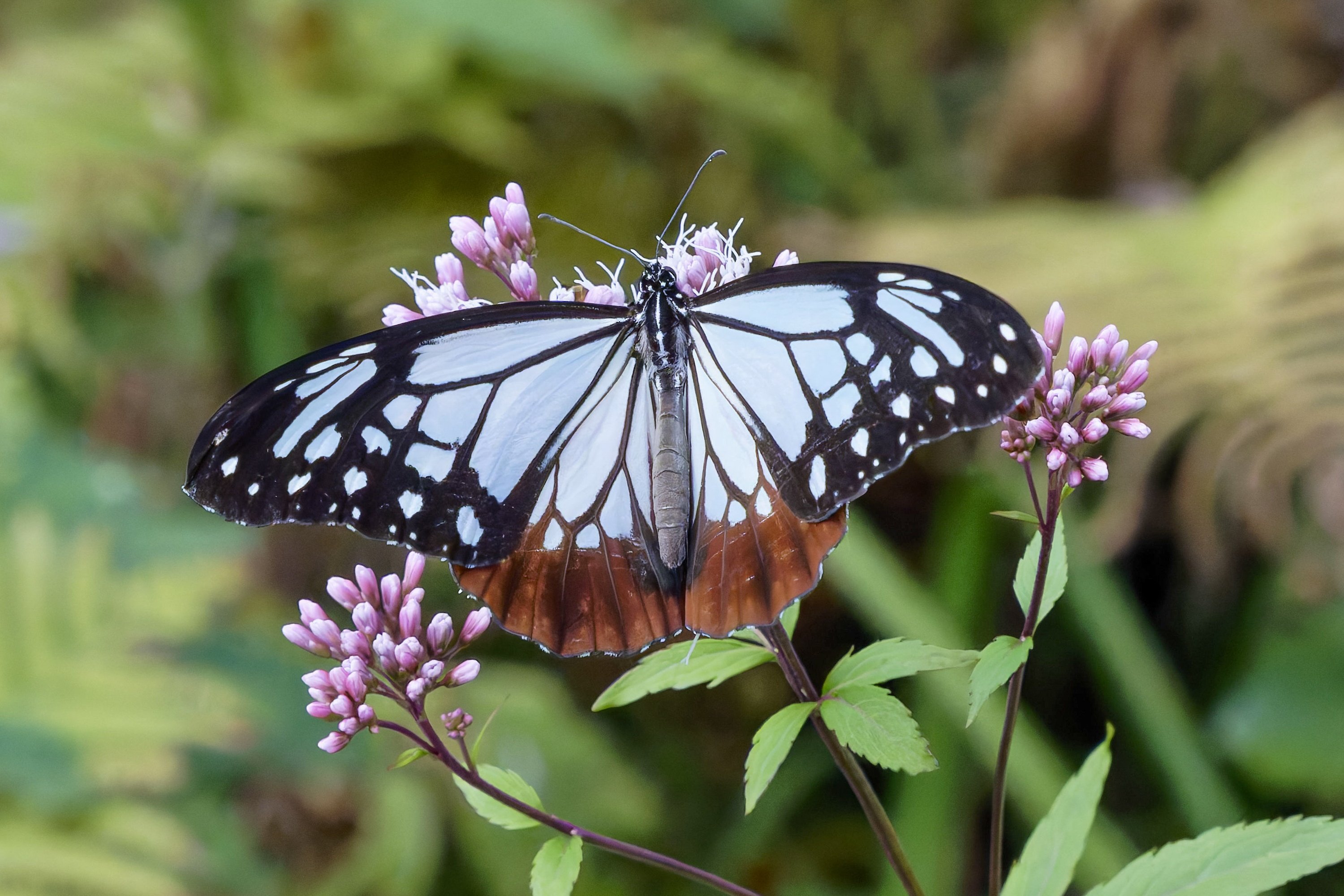 旅する蝶アサギマダラ(浅葱斑)'25｜Miya