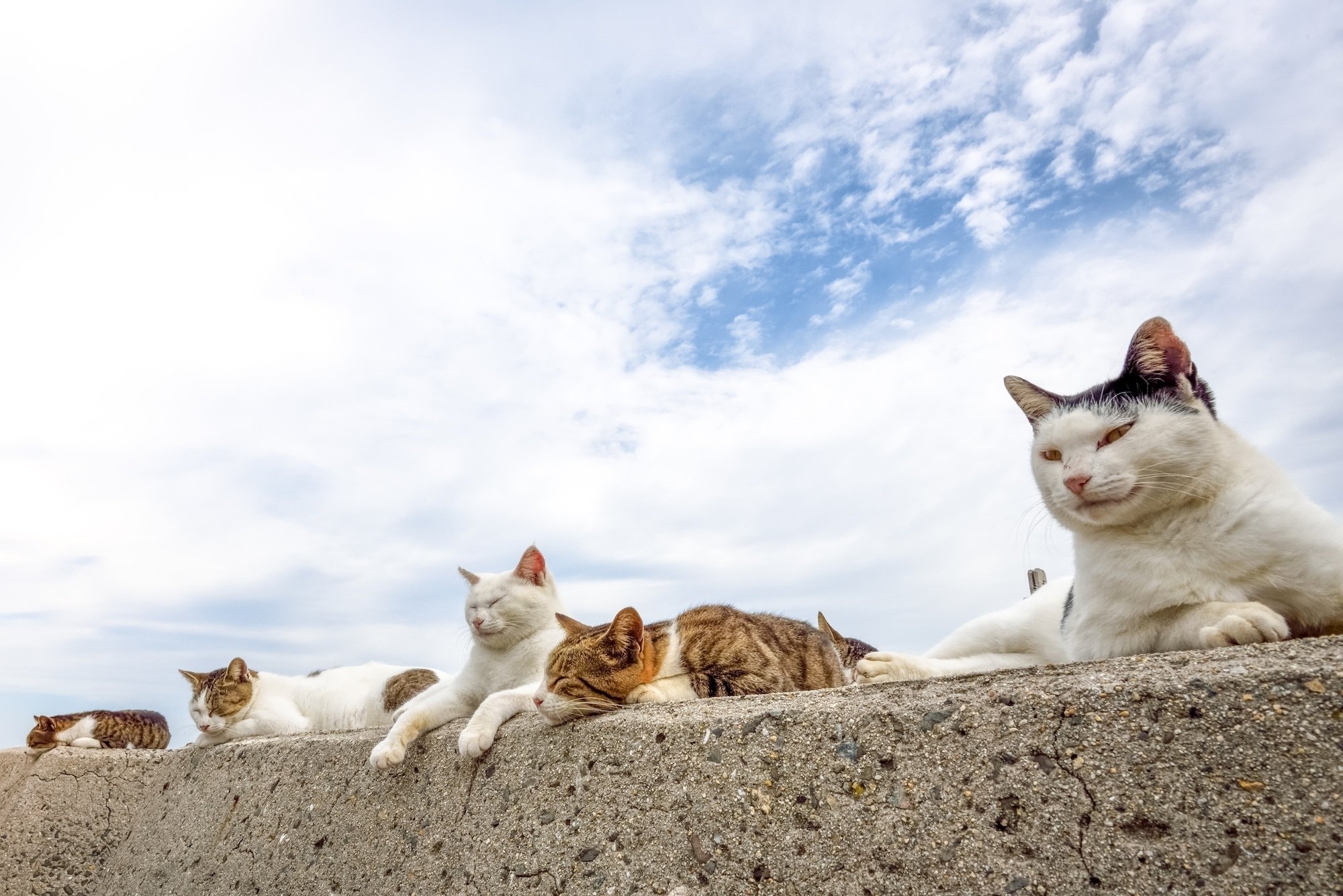 島猫の写真集について｜猫写真家 あおいとり