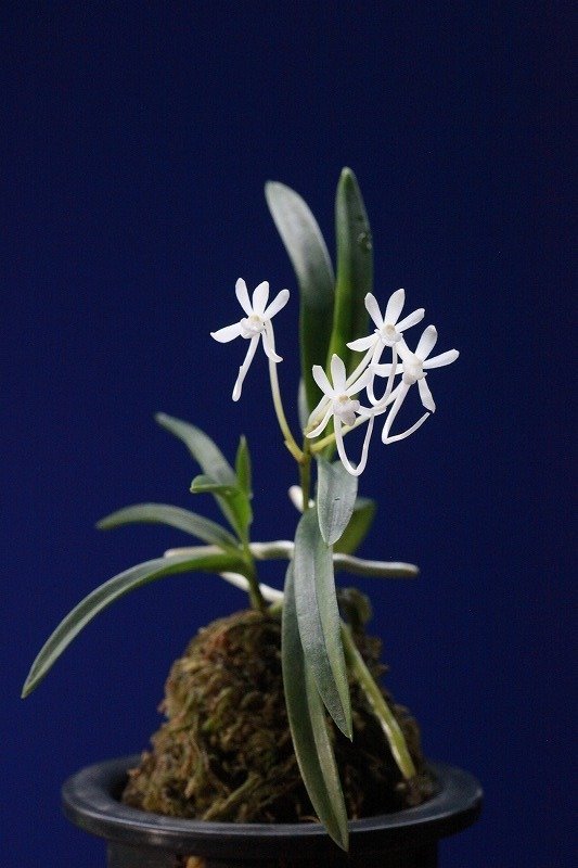 富貴蘭「雪舟」の花｜KJ Morison