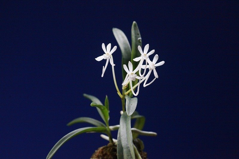 富貴蘭　万華鏡　1条 花は、終わってます 万華鏡 | 富貴蘭の楽しみ方