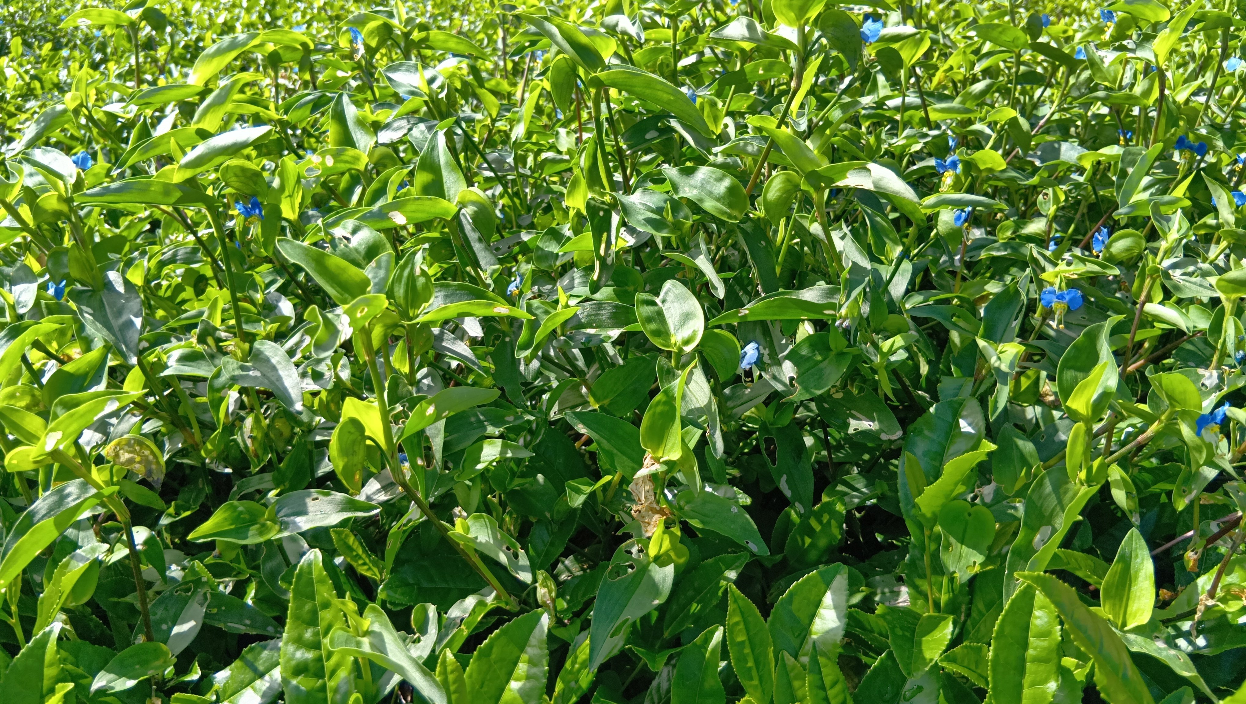 10月、道端の雑草｜haruka