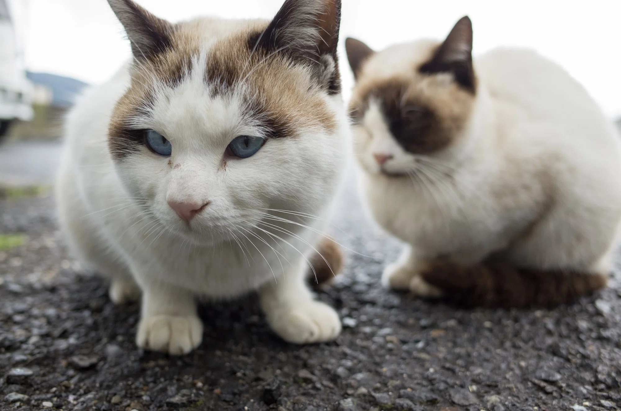 子猫の大行進 写真集 島猫の写真集について｜猫写真家 あおいとり