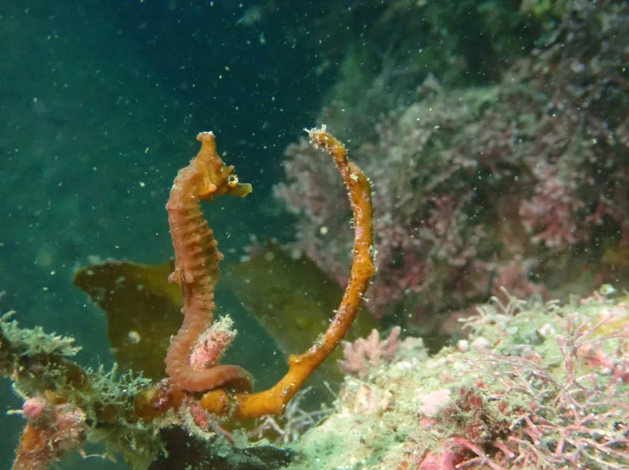 About the Sea 1] A story about how seahorses are cute｜Fuming[海