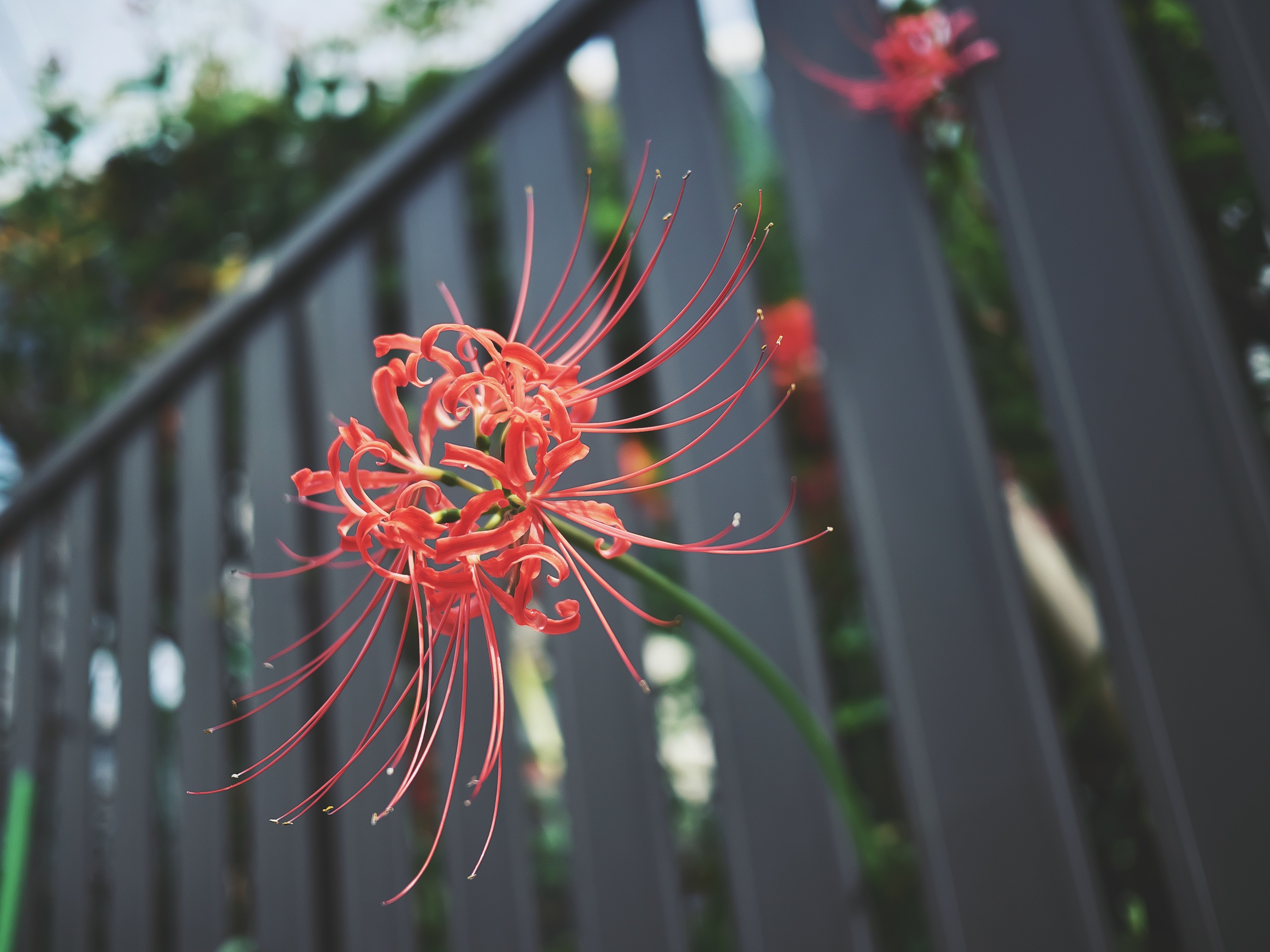 ✨❤️簡単に背景ボケ写真単焦点レンズ20mm F1.7 ❤️✨ ✨❤️簡単に背景ボケ写真単焦点レンズ20mm F1.7 ❤️✨ ⭐️