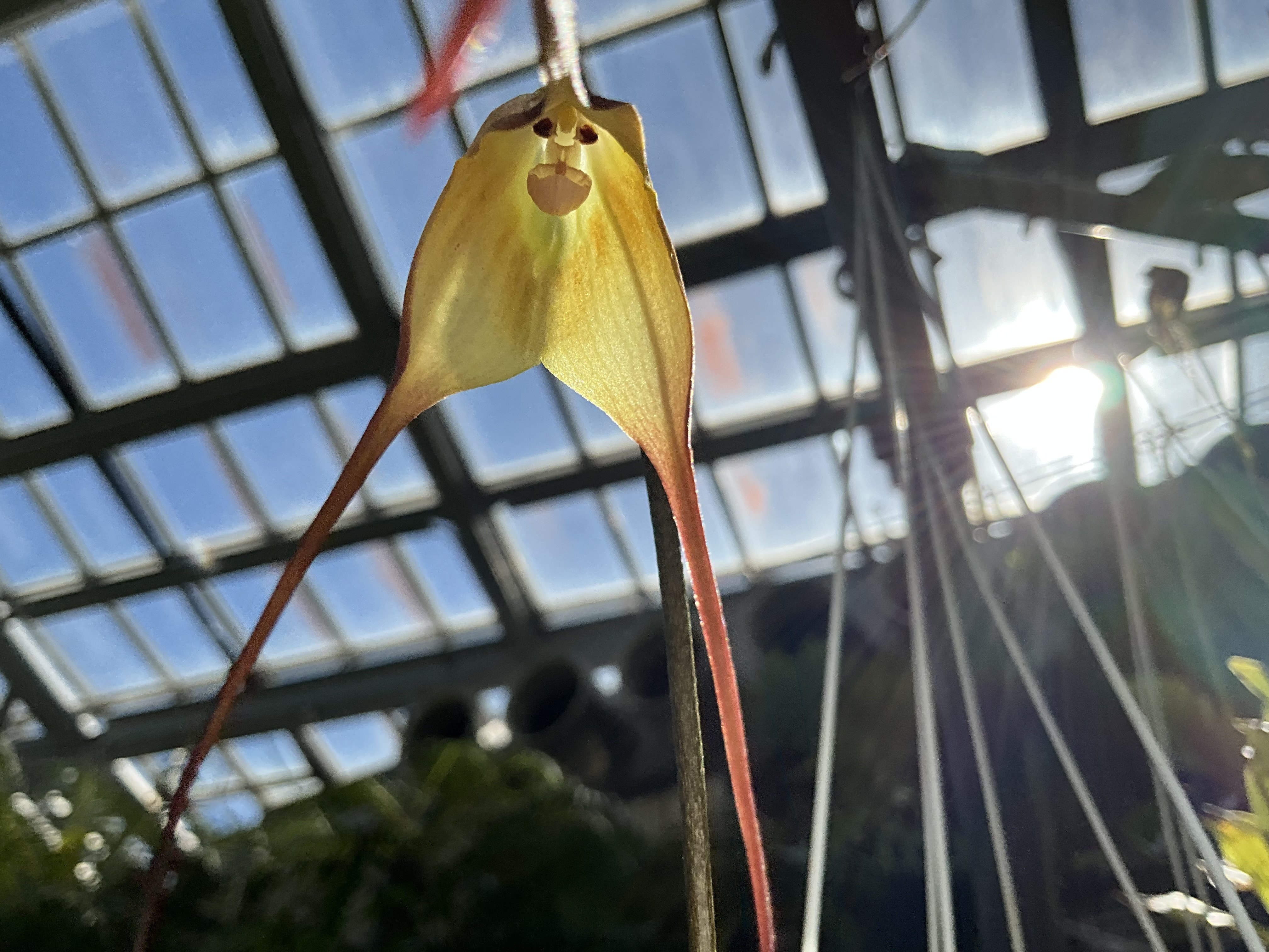 モンキーオーキッド（京都府立植物園）：2025年10月14日（火）｜藤井