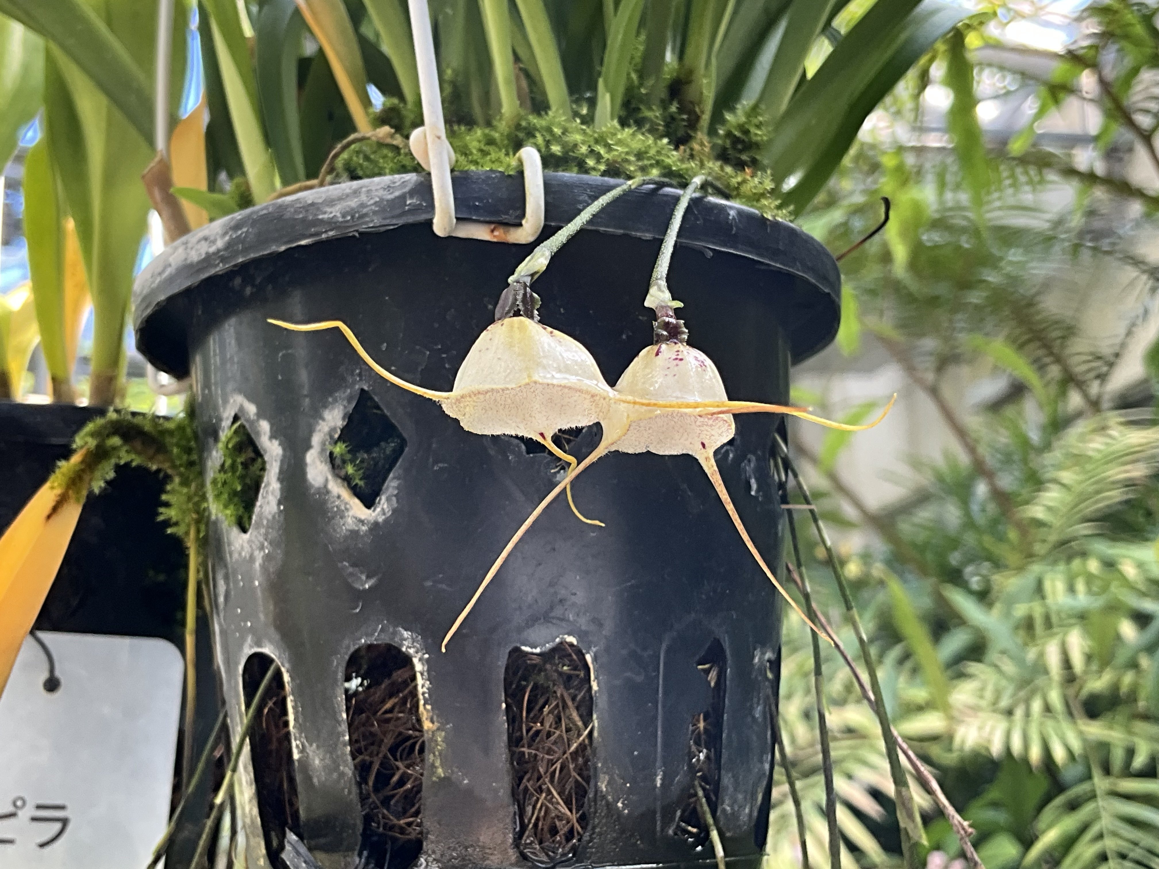 モンキーオーキッド（京都府立植物園）：2025年10月14日（火）｜藤井