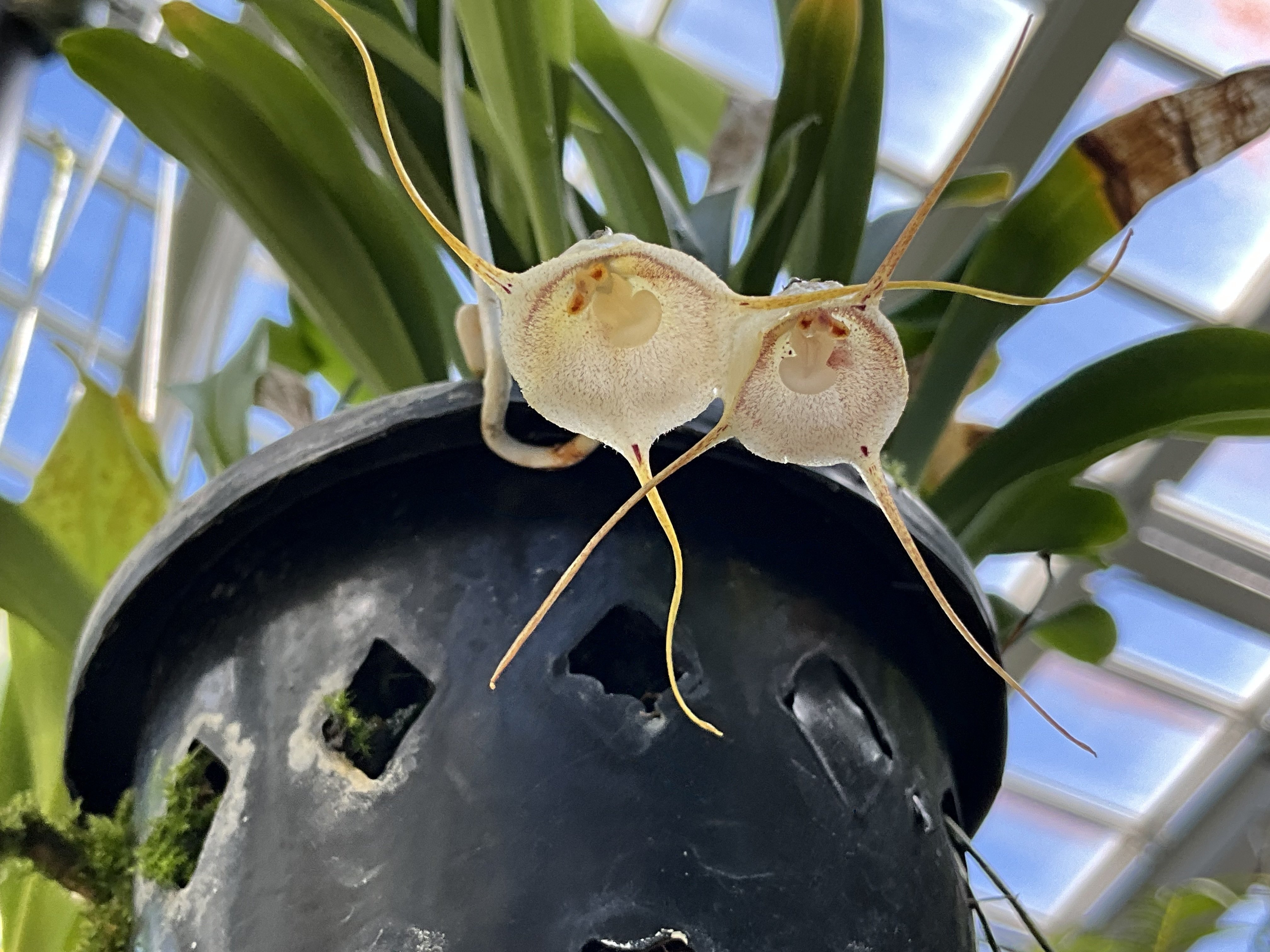 モンキーオーキッド（京都府立植物園）：2025年10月14日（火）｜藤井