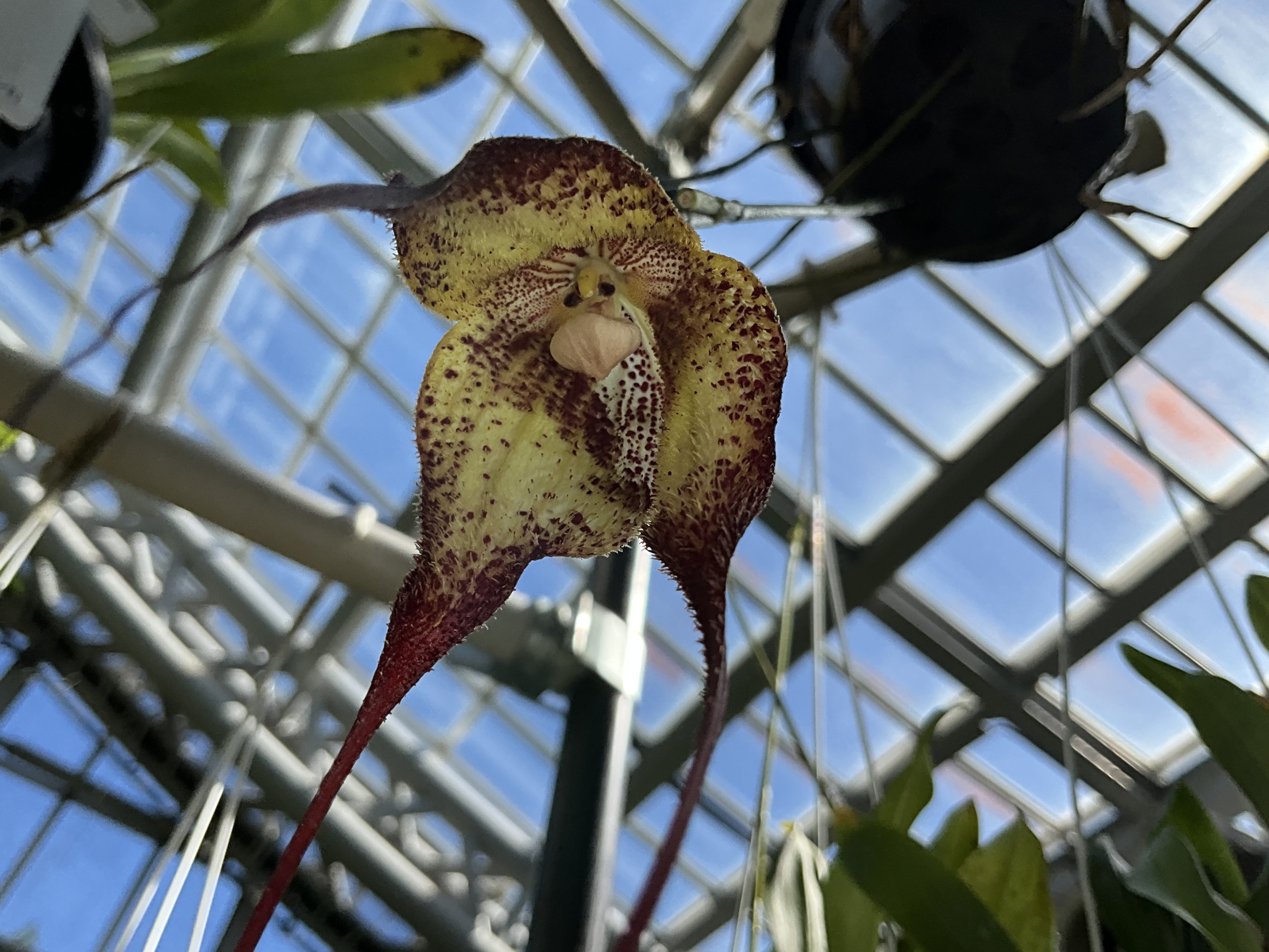 モンキーオーキッド（京都府立植物園）：2025年10月14日（火）｜藤井