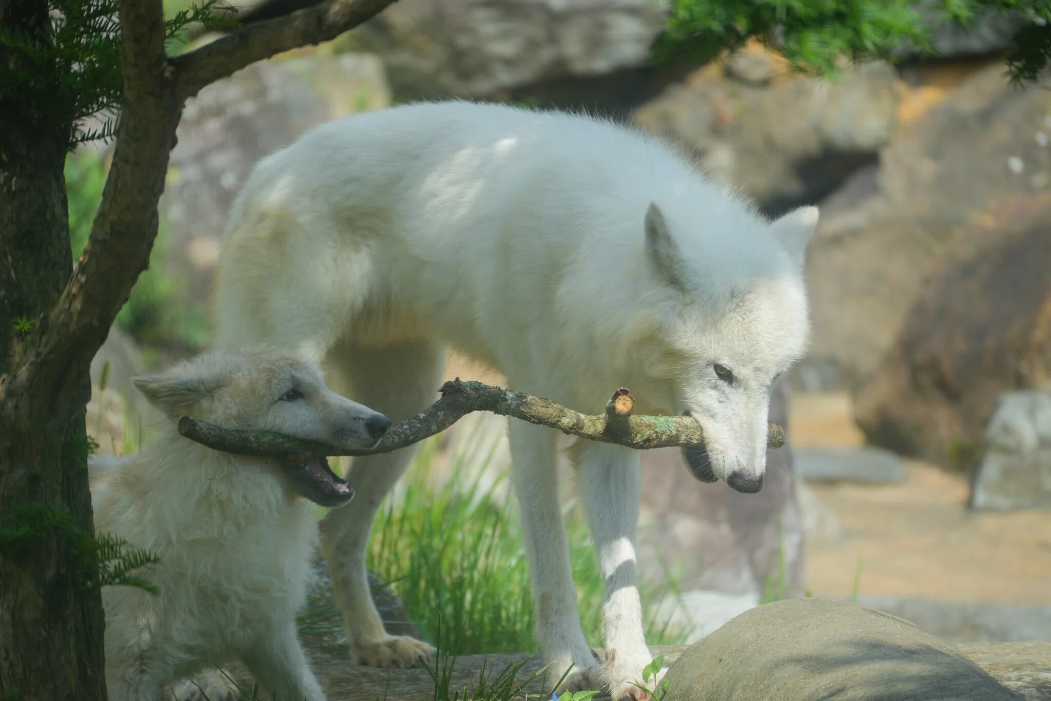 ホッキョクオオカミ（愛称：アザリー）が急死しました｜那須どうぶつ