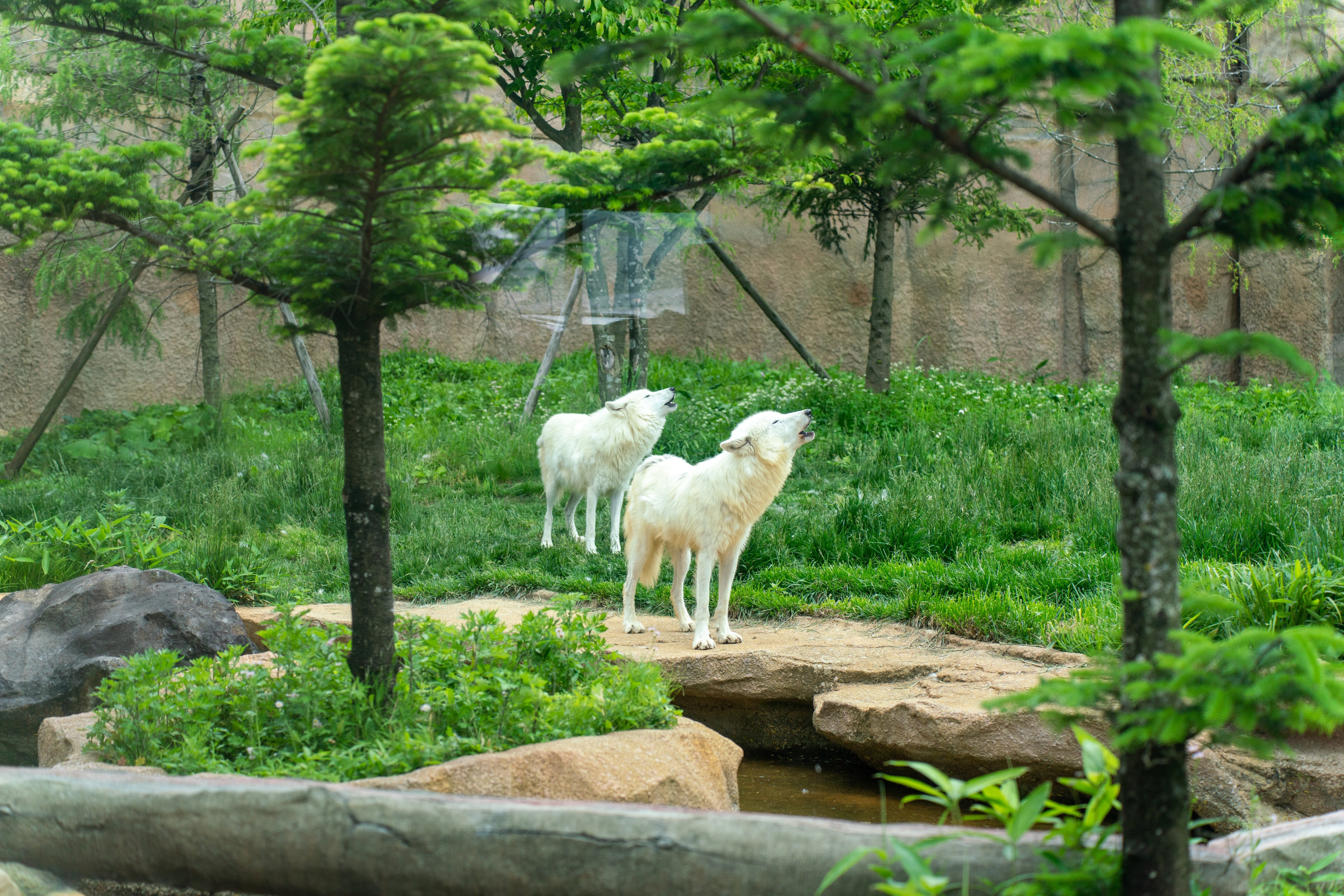 ホッキョクオオカミ（愛称：アザリー）が急死しました｜那須どうぶつ