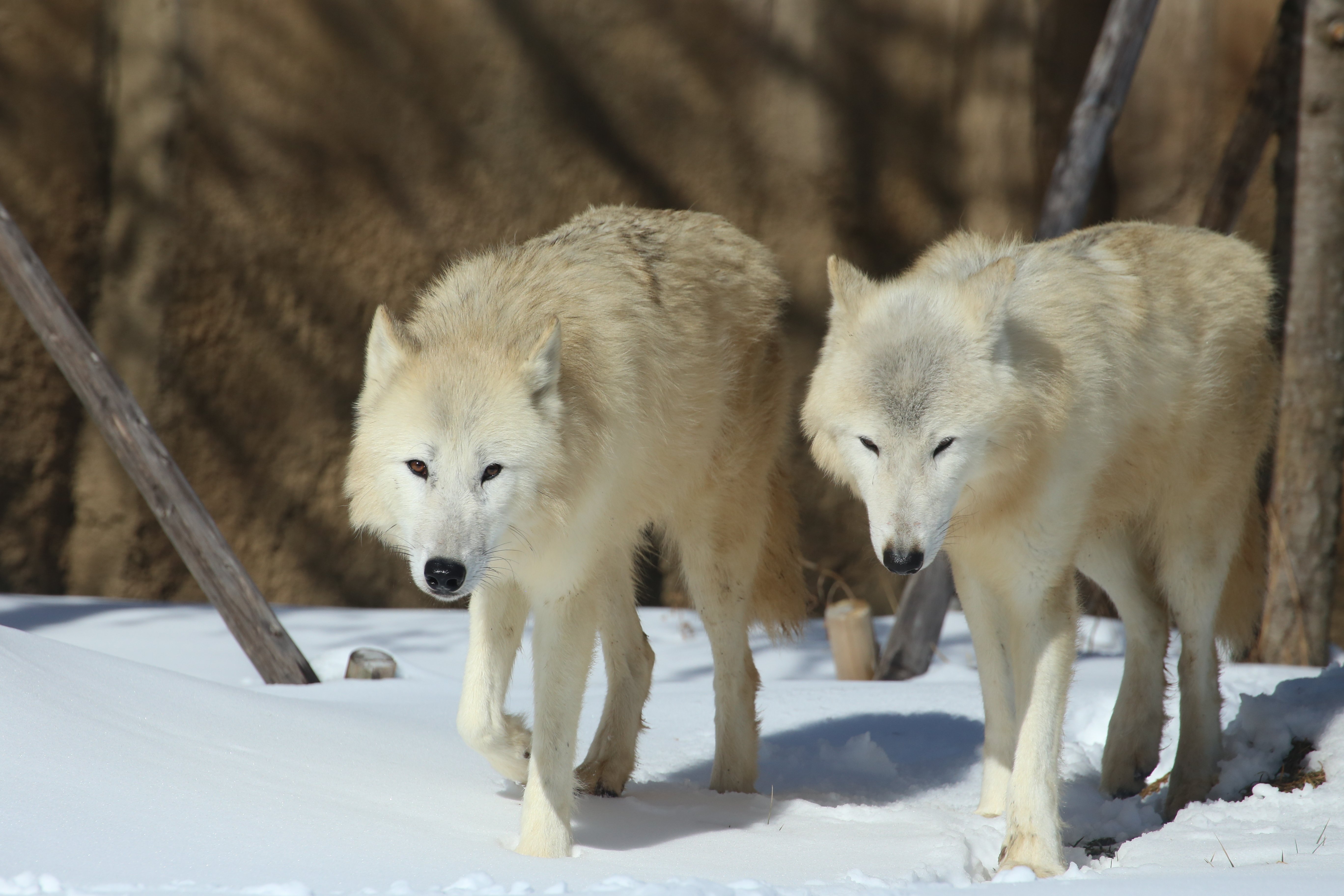 ホッキョクオオカミ（愛称：アザリー）が急死しました｜那須どうぶつ