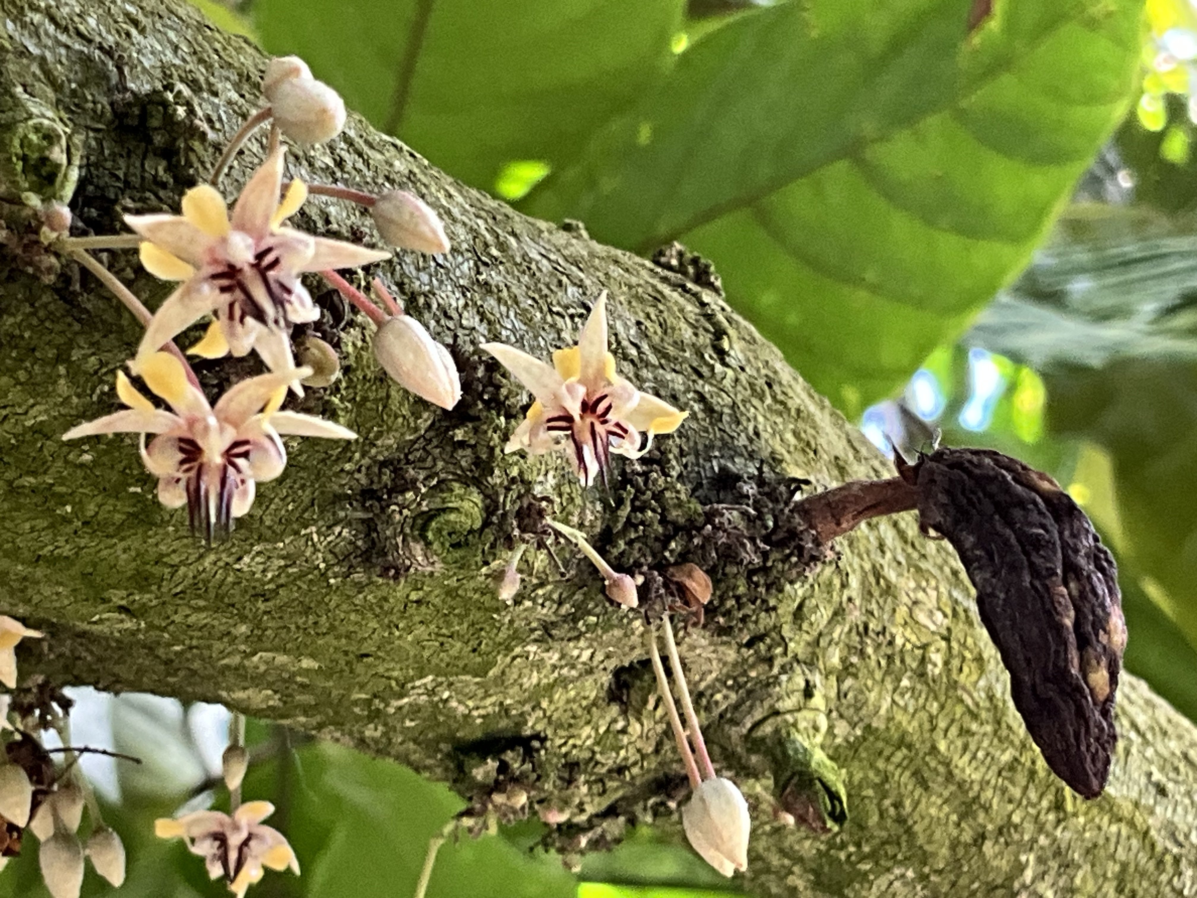 チョコレートコスモスとカカオの花（京都府立植物園）：2025年10月16日