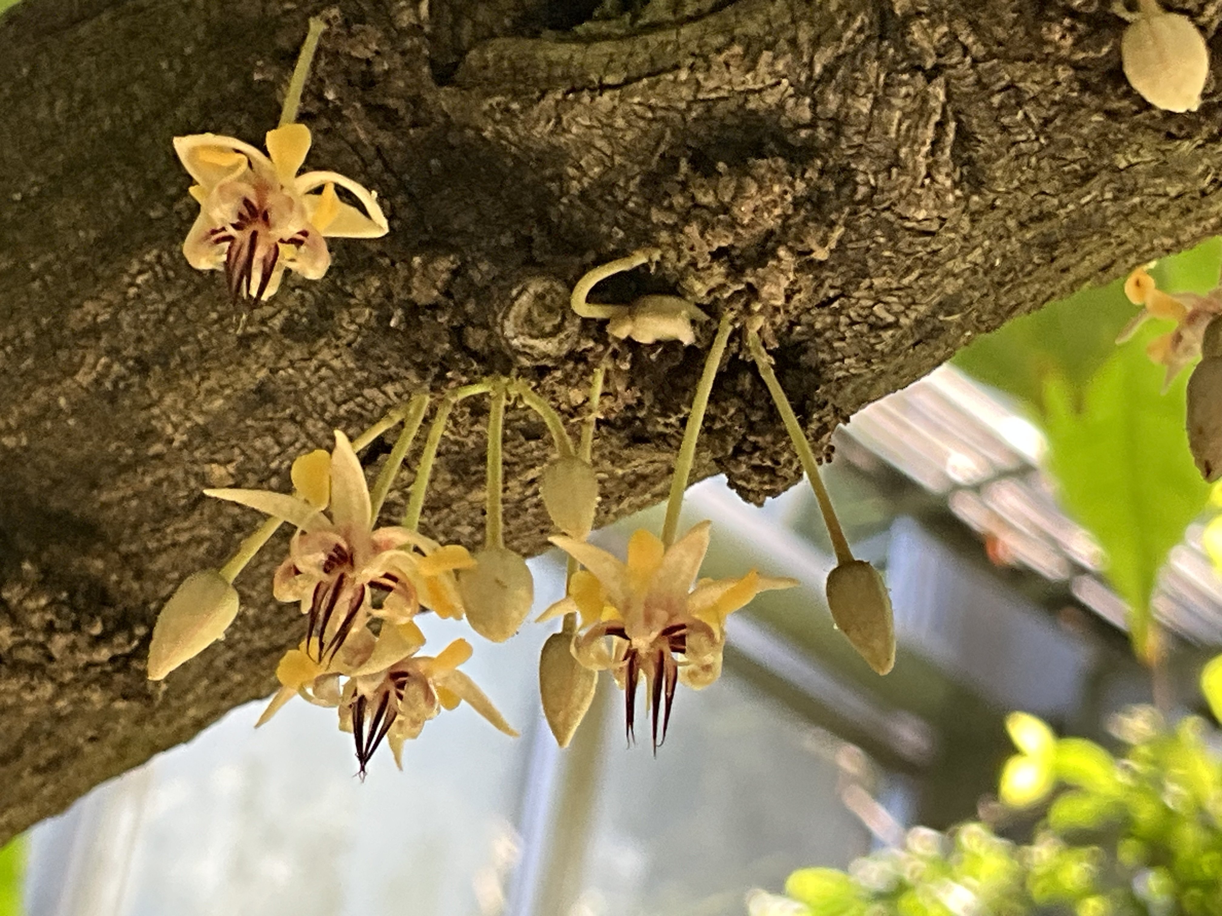 チョコレートコスモスとカカオの花（京都府立植物園）：2025年10月16日