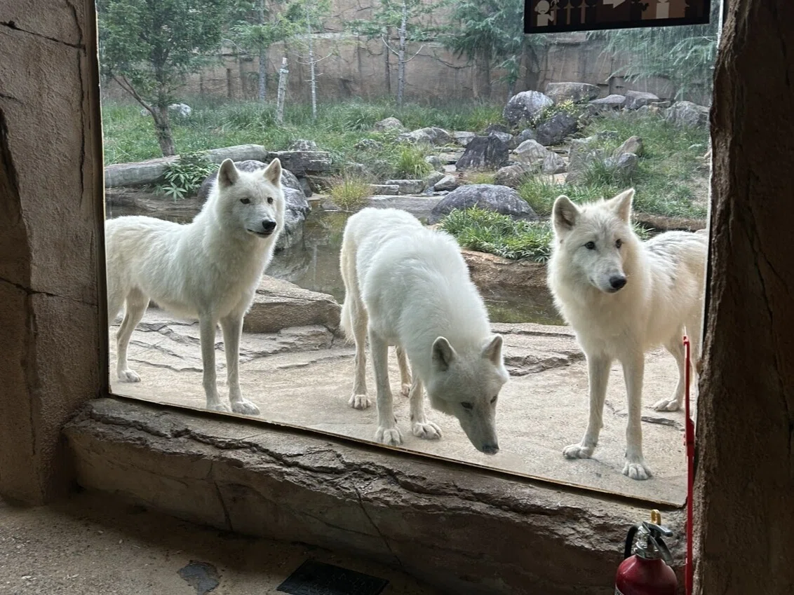 ホッキョクオオカミ（愛称：アザリー）が急死しました｜那須どうぶつ