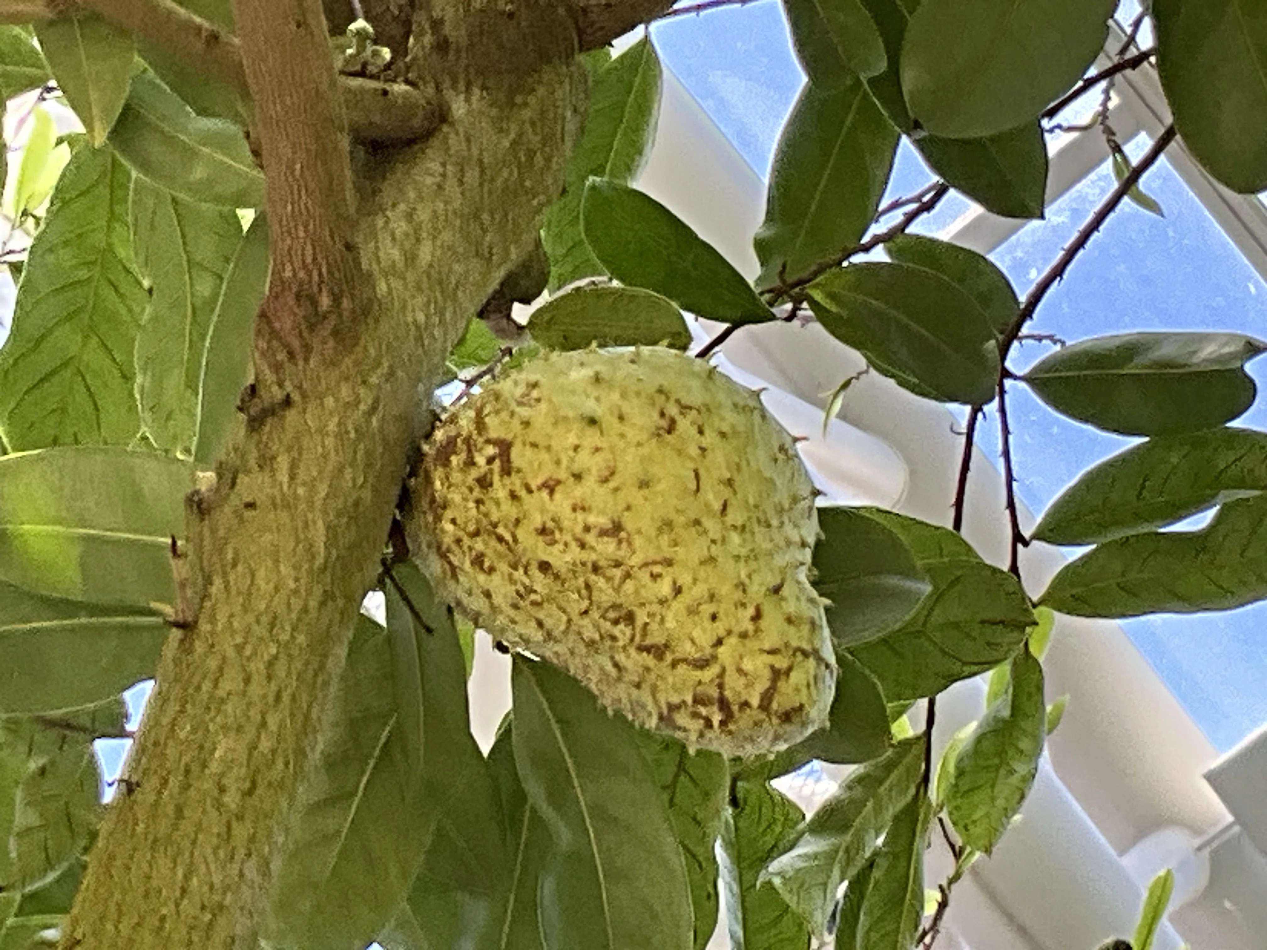 トゲバンレイシ（京都府立植物園）：2025年10月26日（日）｜藤井秀昭