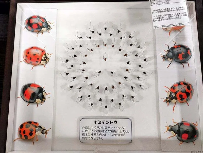 まちかど生き物標本展（2025年9月22日～10月24日）｜魚道部！/ 剥製師