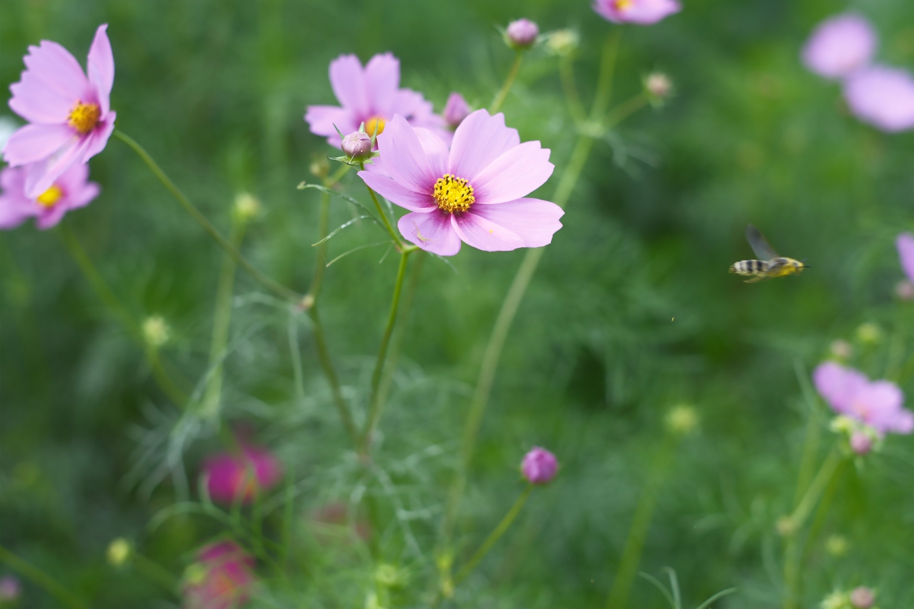 X-M5でコスモス｜カリスト