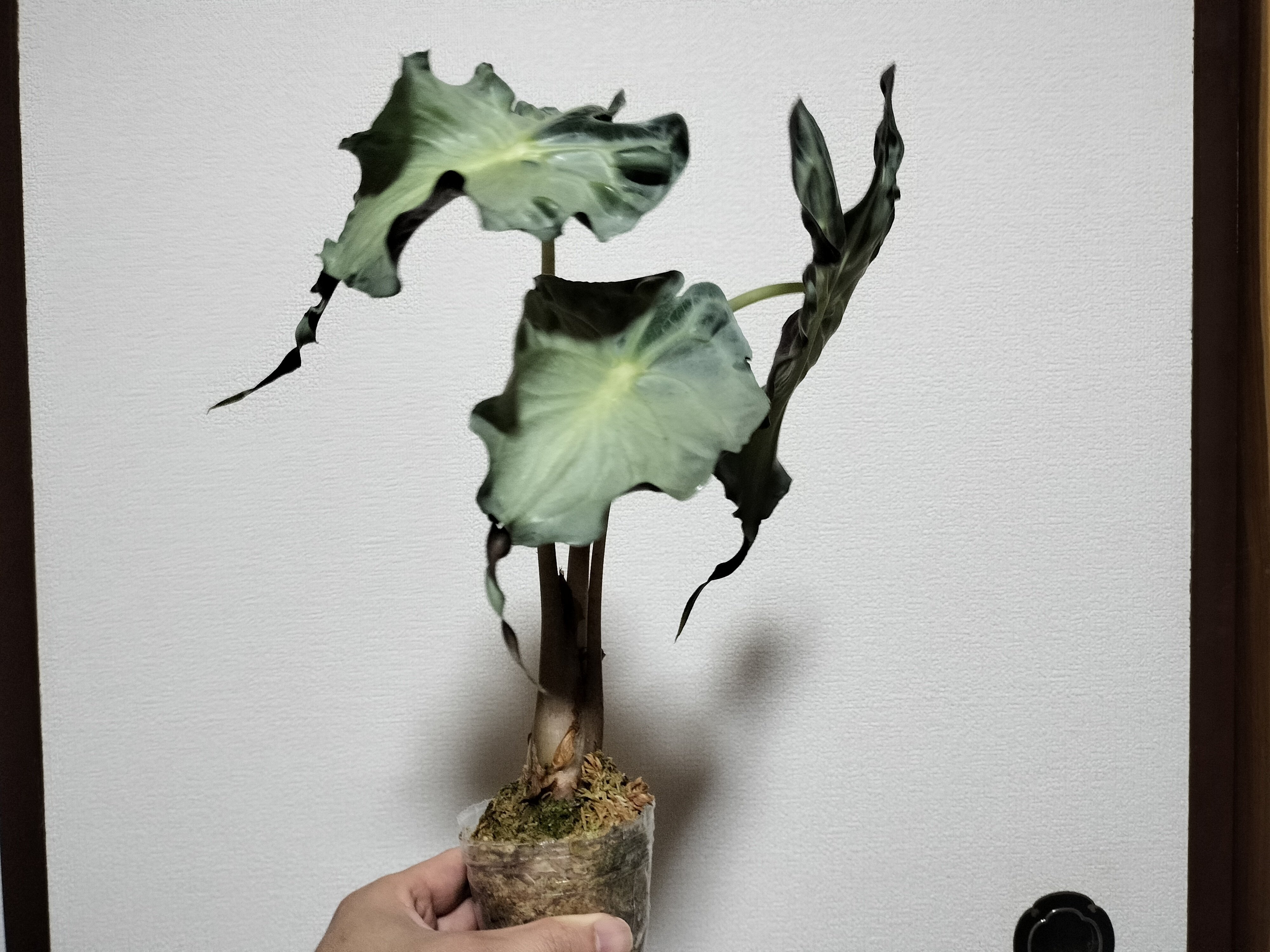 2025/10/18更新】激レアなアロカシア ヴェノム｜バニオレ植物LABO