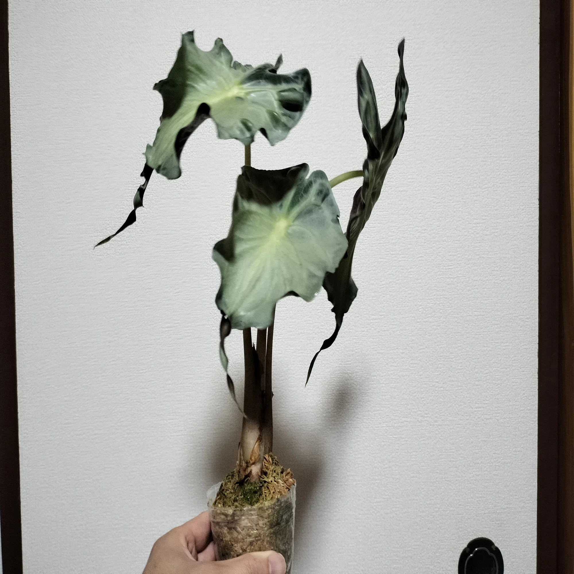 2025/10/18更新】激レアなアロカシア ヴェノム｜バニオレ植物LABO